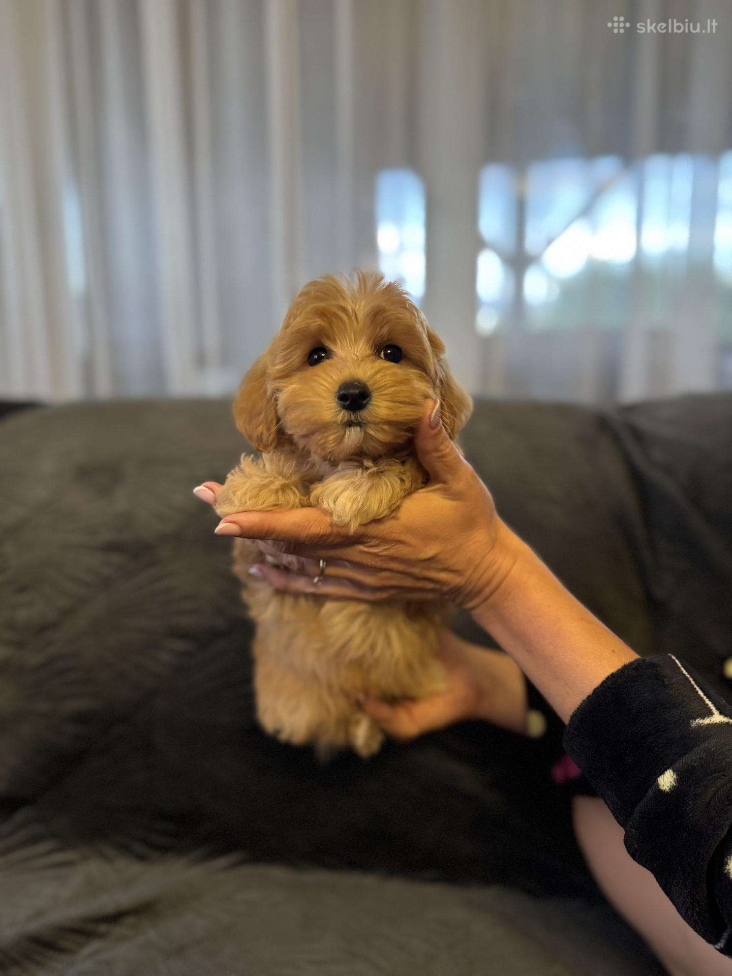 Maltipoo berniukas ir dvi mergaites