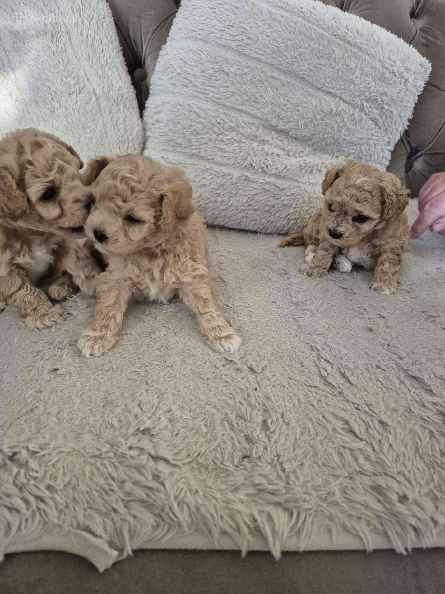 Maltipoo šuniukai
