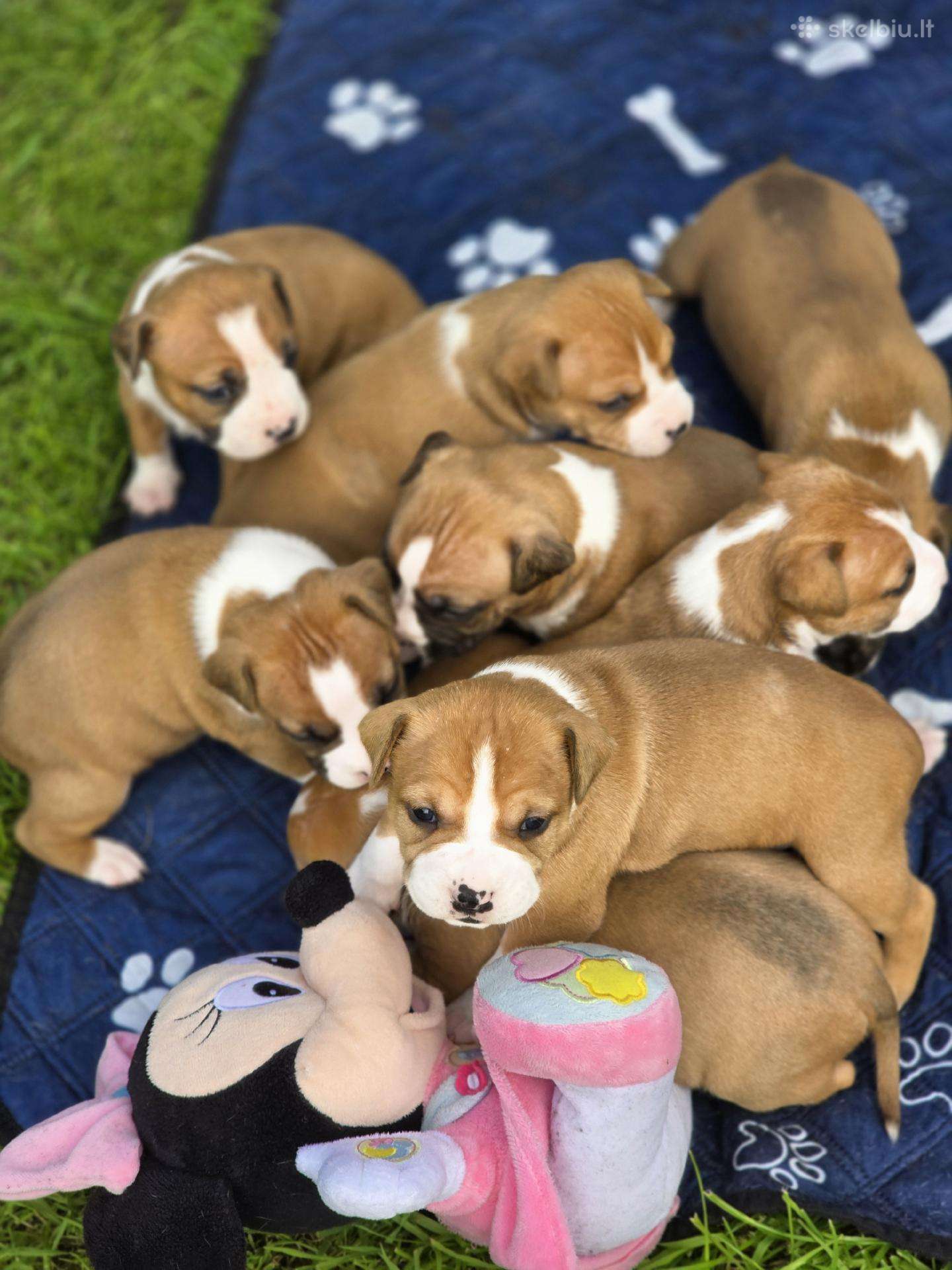 Kilmingi Amstaff suniukai