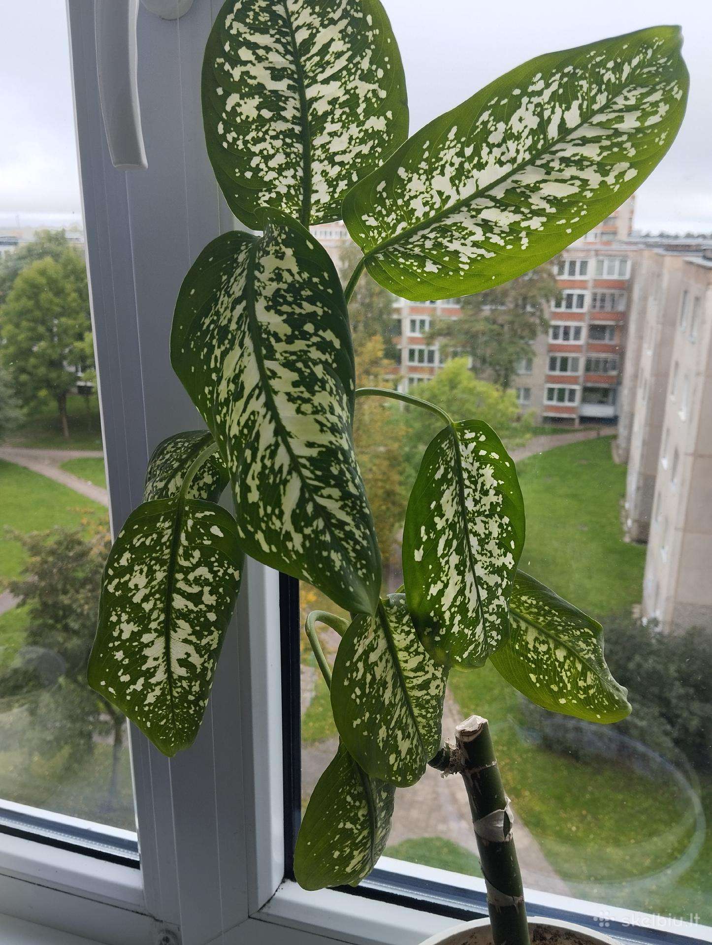 Diefenbachija