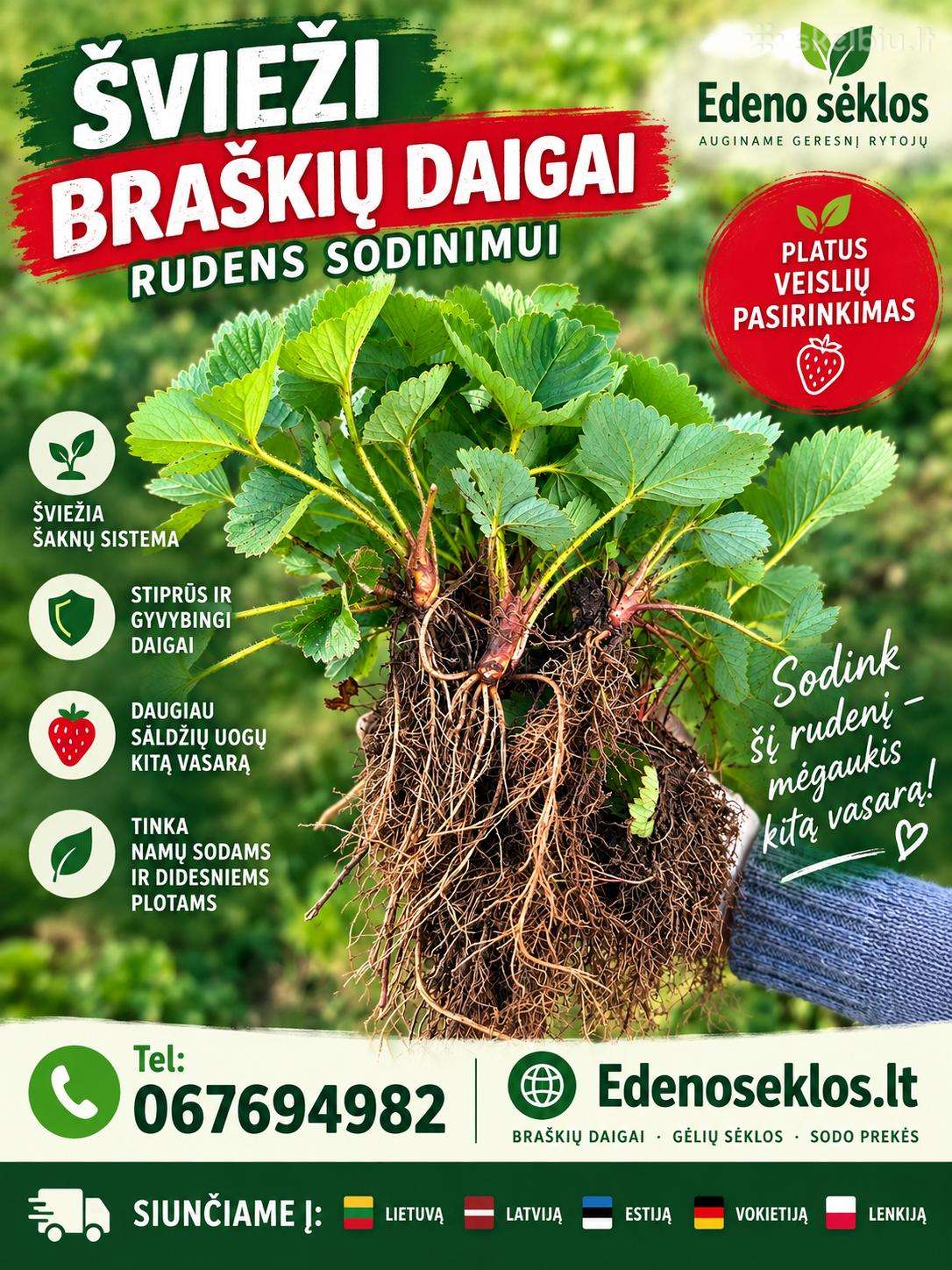 Braškių Daigai rudeniui ir Frigo! Siunčiame!