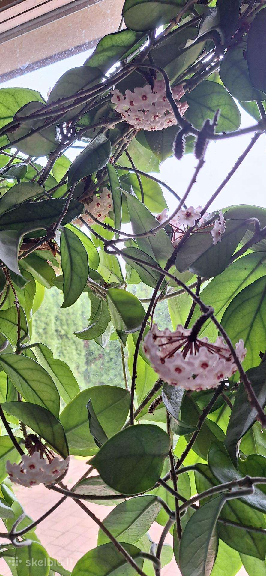 Gėlė vaškuolė