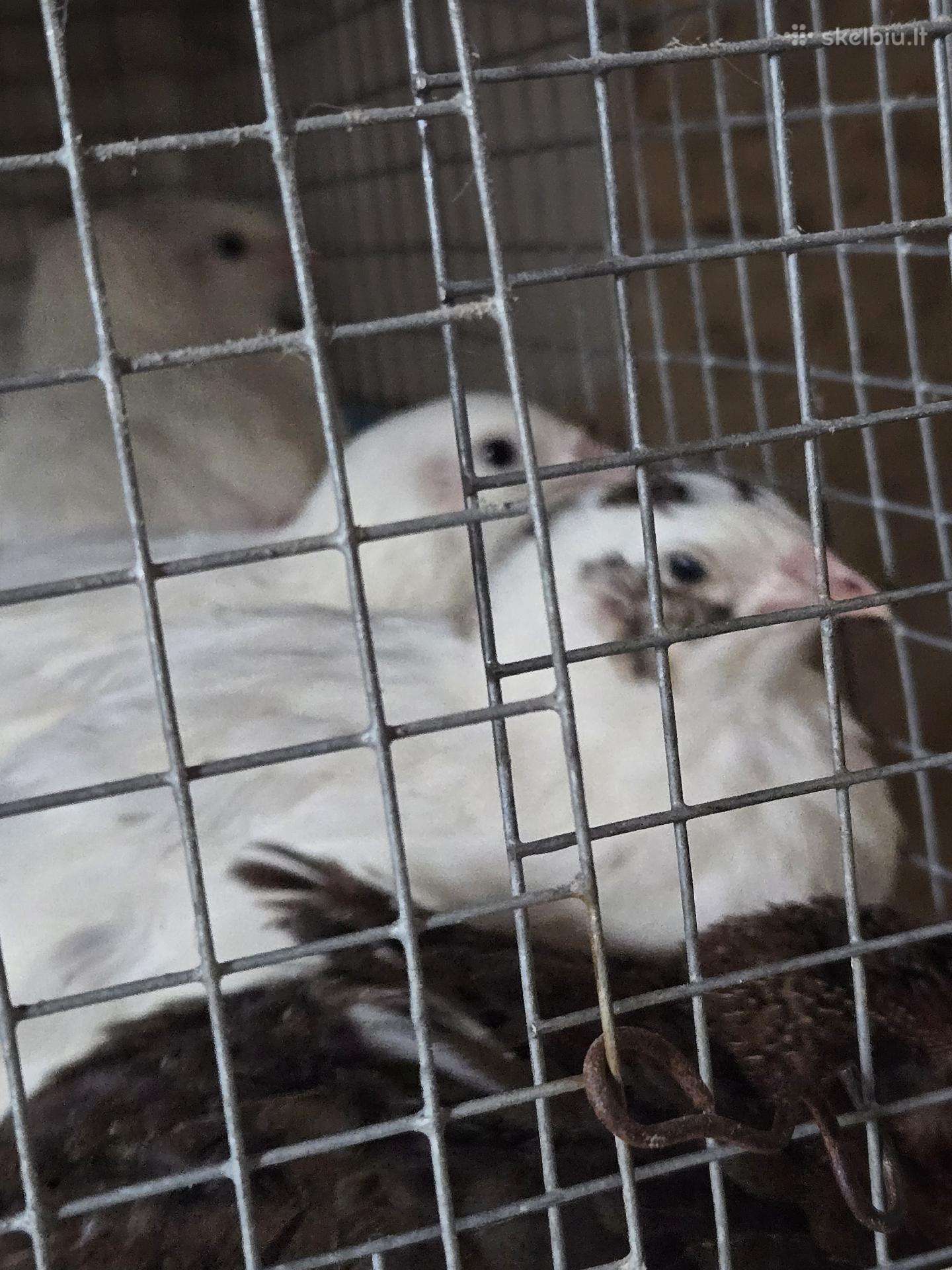 XXL Polara putpeles