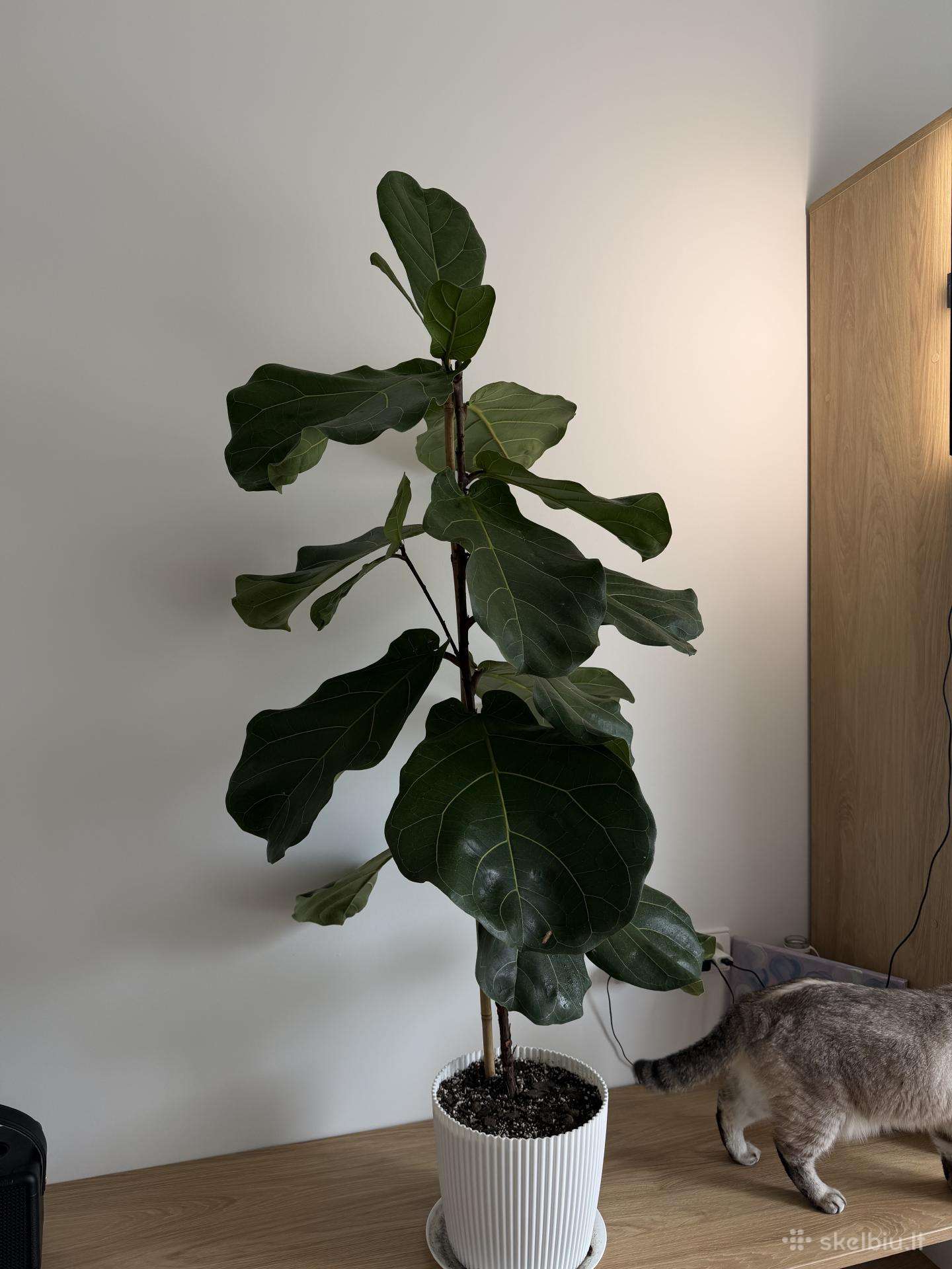 Ficus Lyrata 145 cm