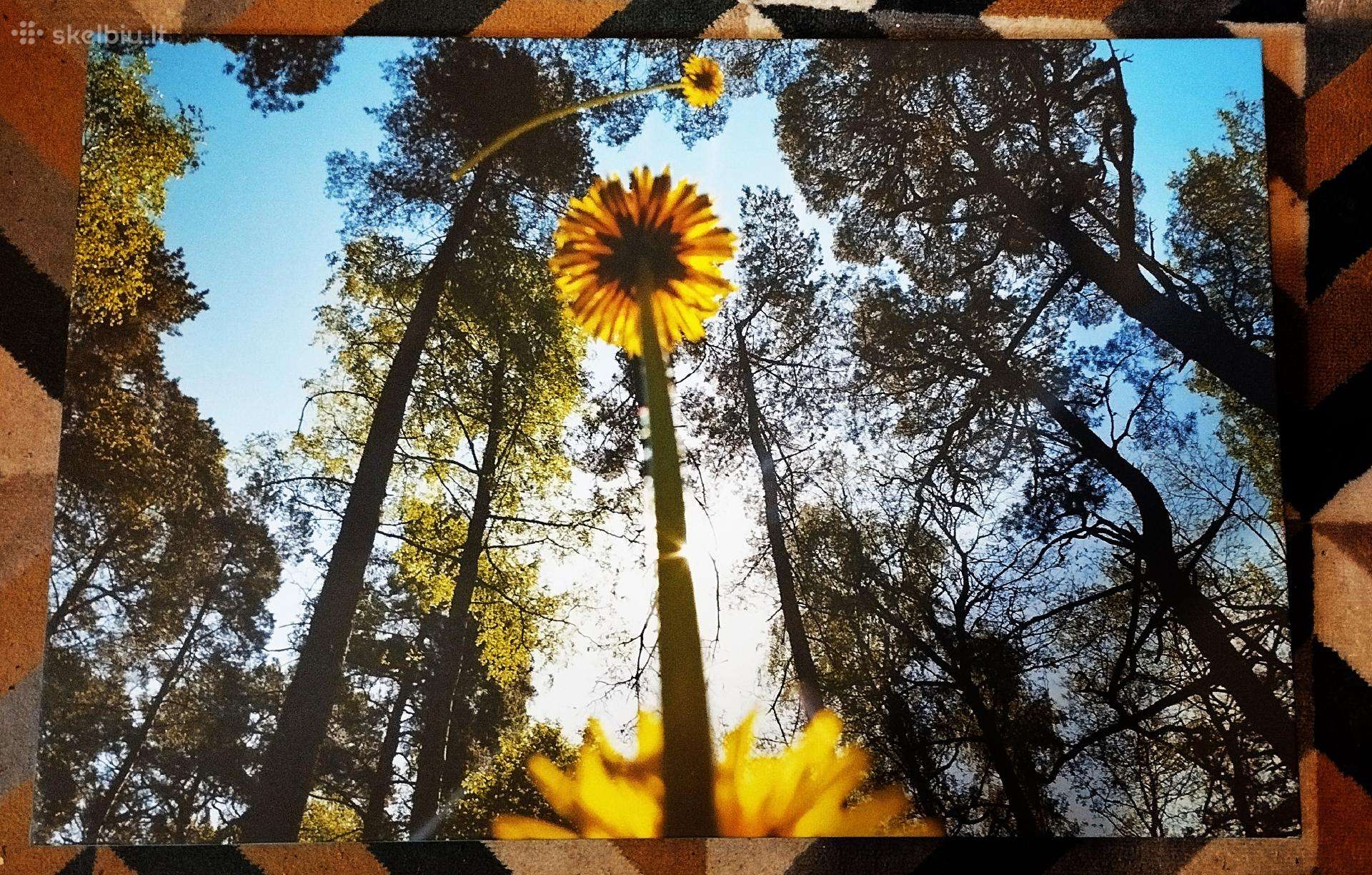 Paveikslas ant drobės „pienės“ (90x60 cm) – Ribota