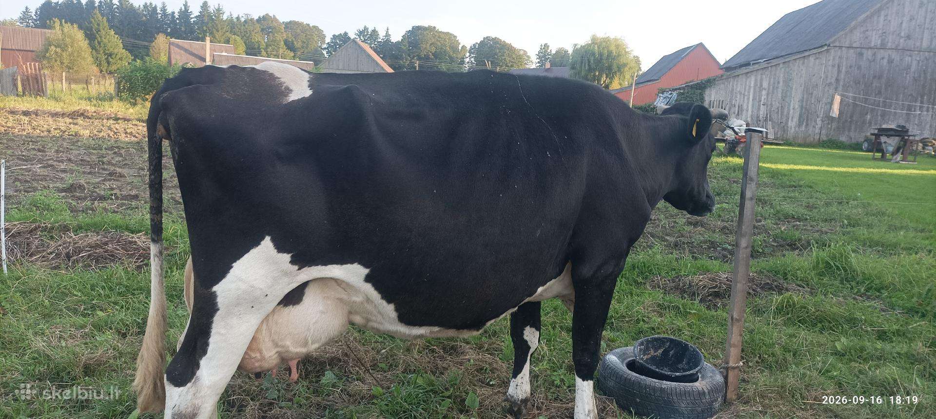 Parduodama penkių veršių karvė
