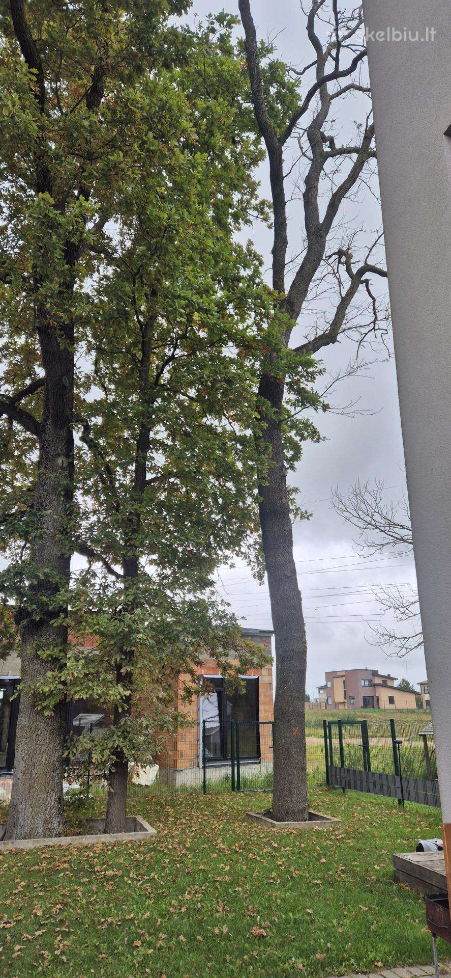 Dovanojam didelį ąžuolą