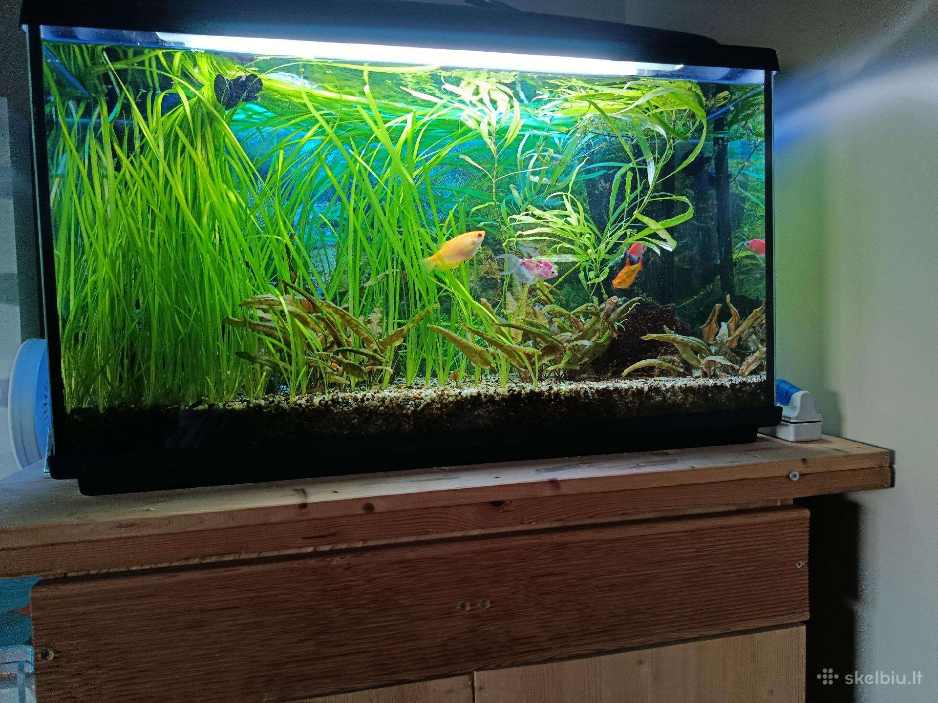 Akvariumai