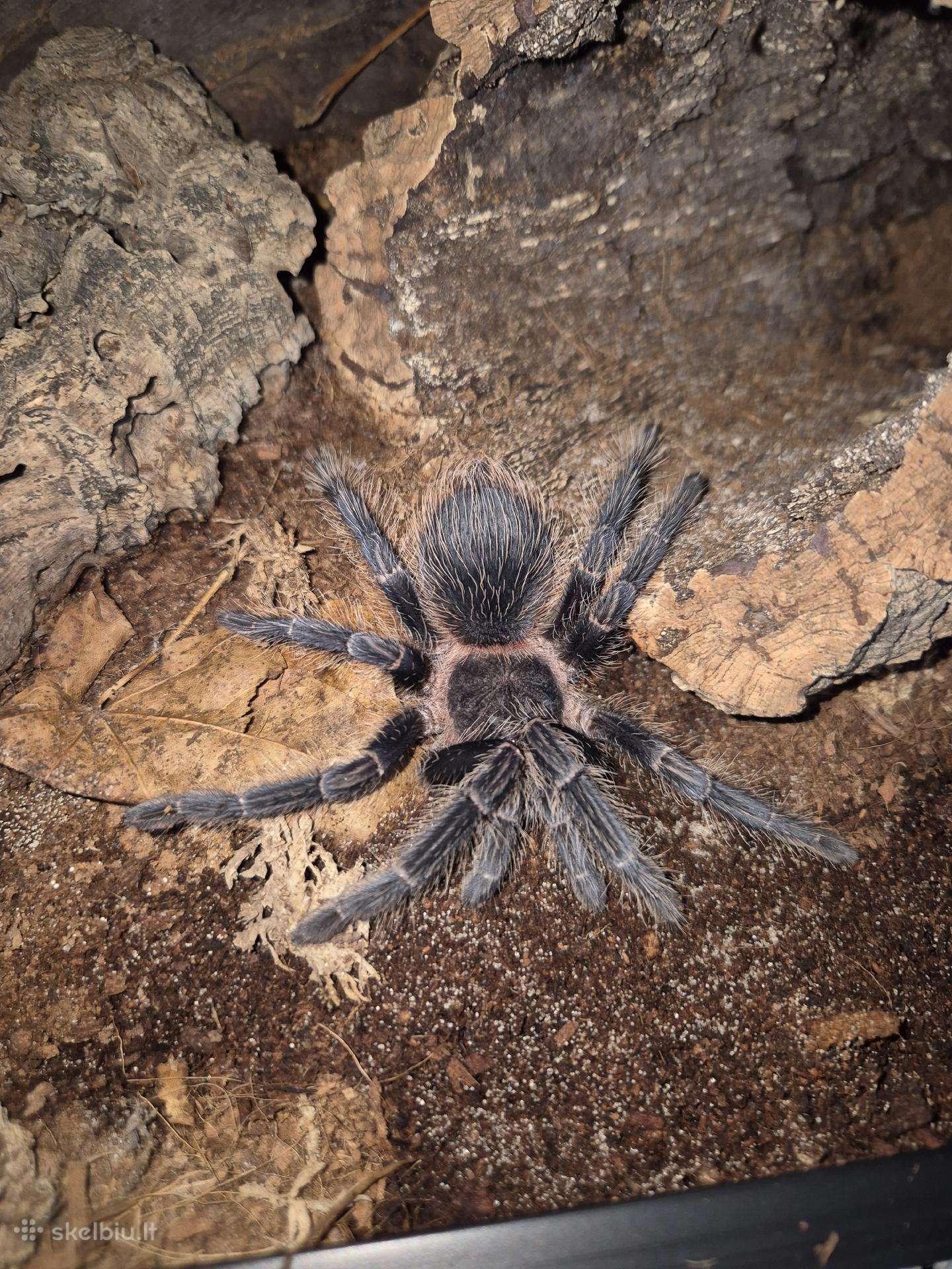 Parduodu tarantula