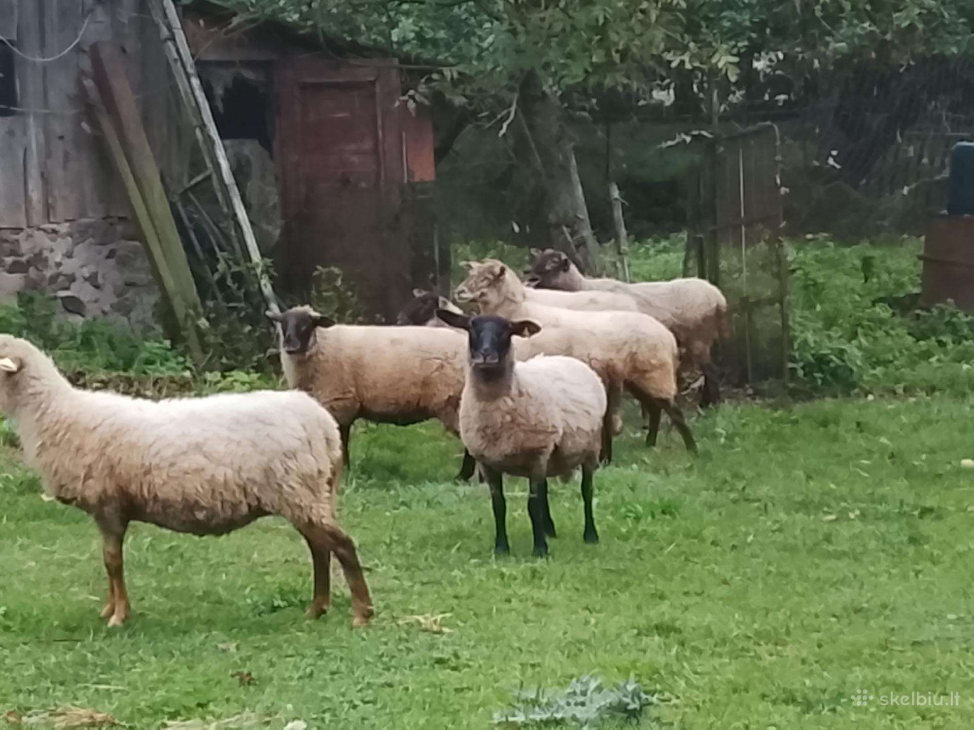 Gimę balandžio men