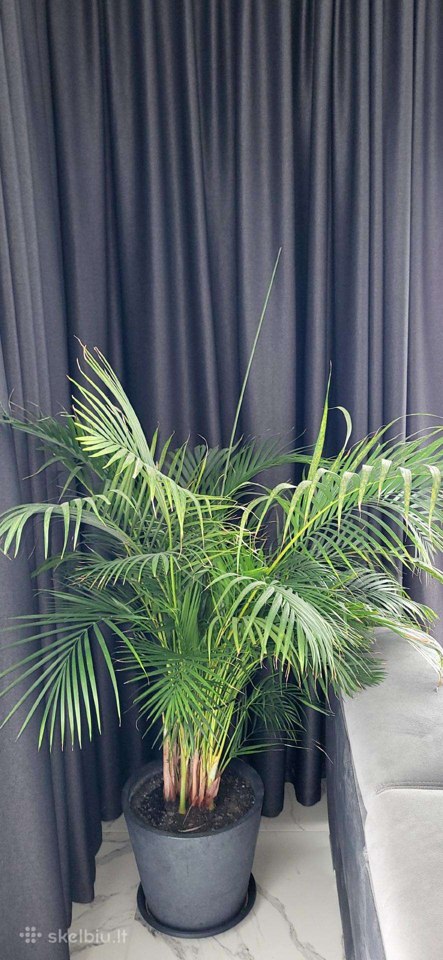 Palmė