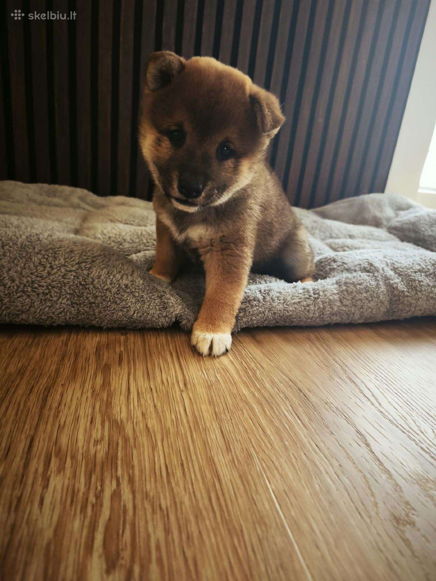Šiba -inu šuniukai