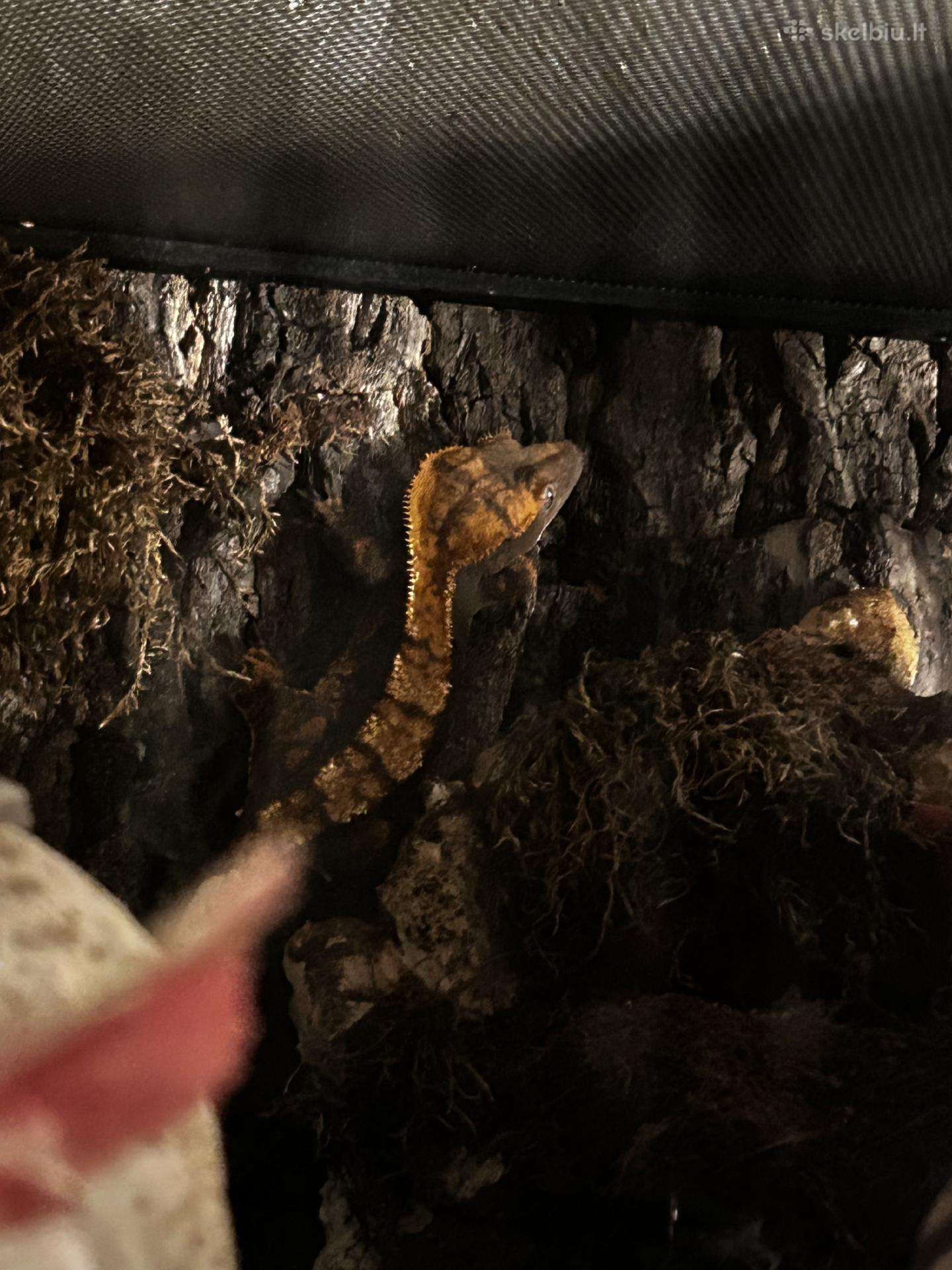 Crested gecko + pilnas terariumo komplektas