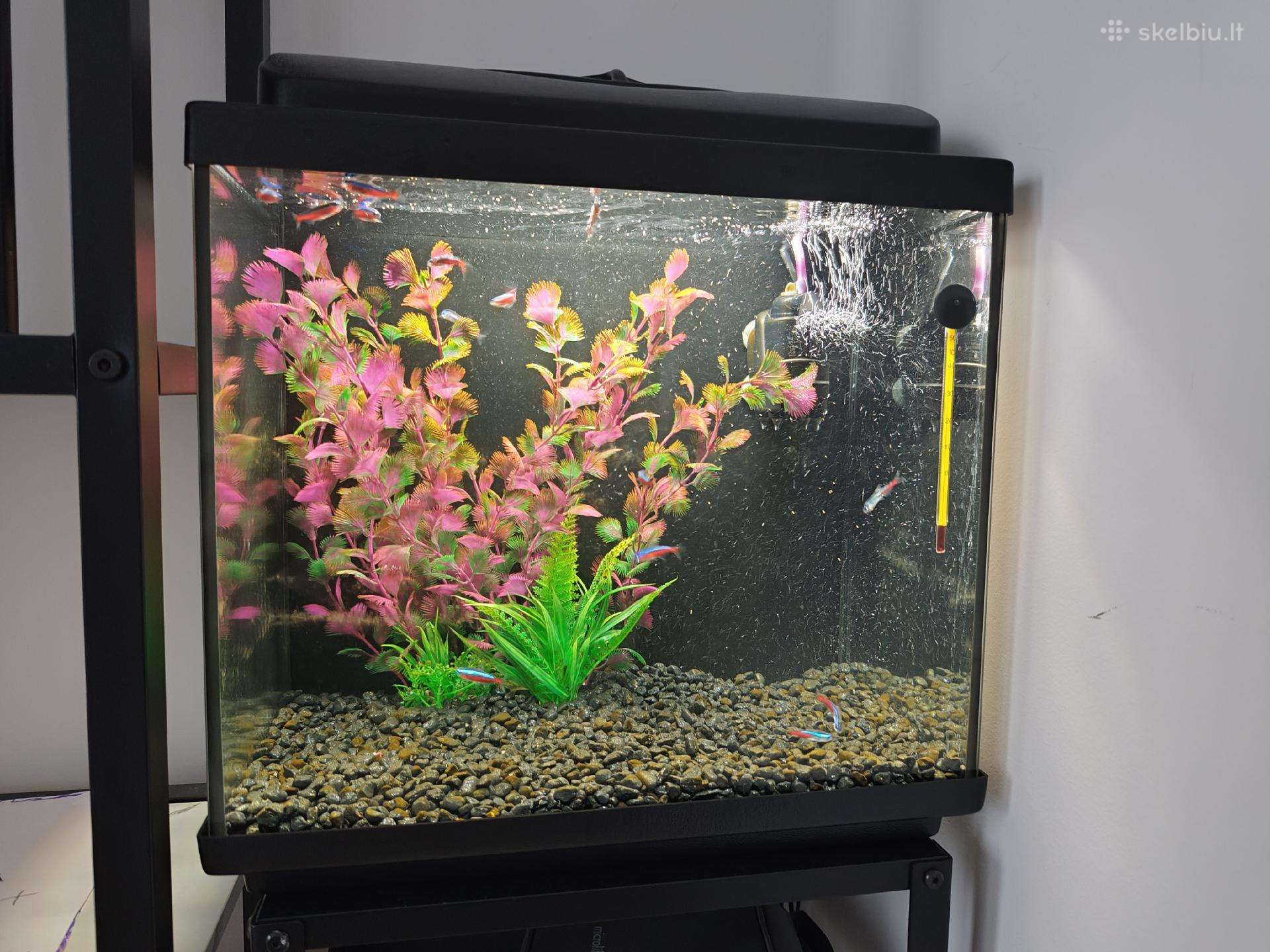 35 l akvariumas