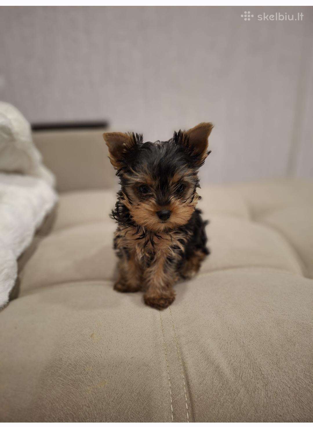 Jorkytė