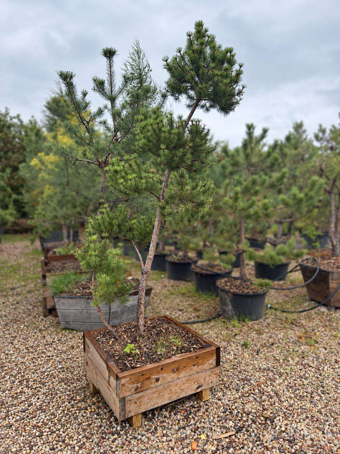 Kalninė pušis Pinus mugo – 2 m+, kaina 250eur