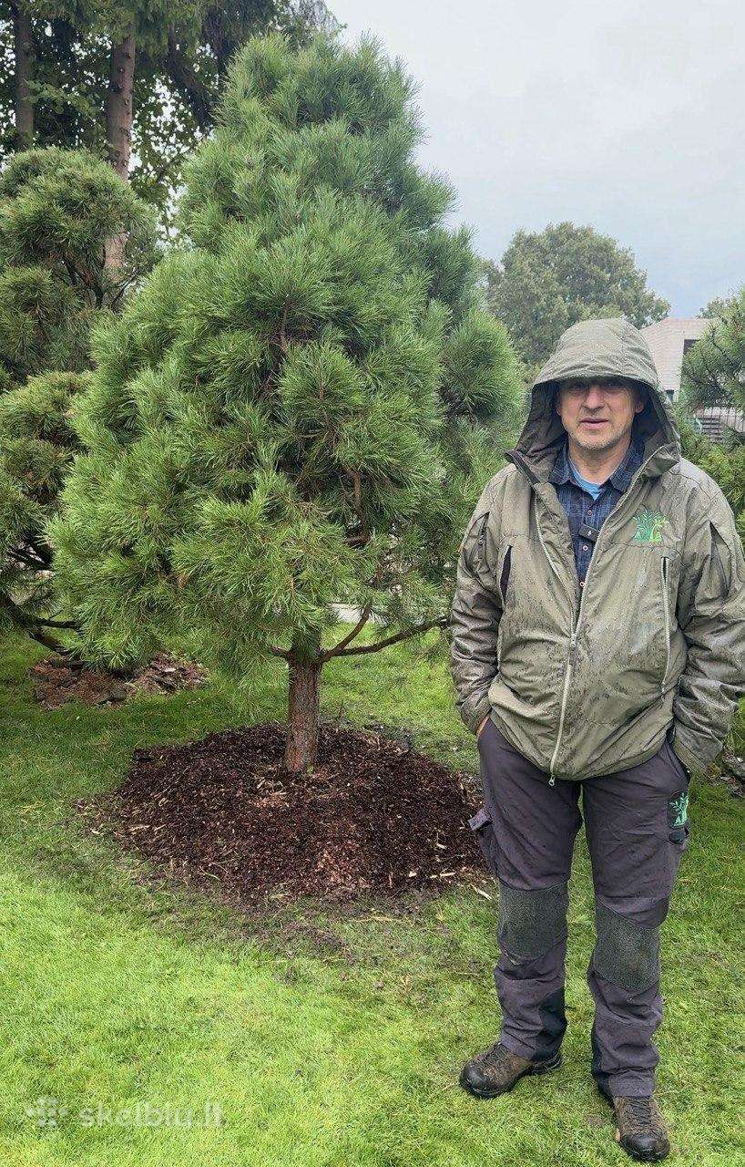 Juodoji pušis formuota bonsai niwaki kaina nuo 250