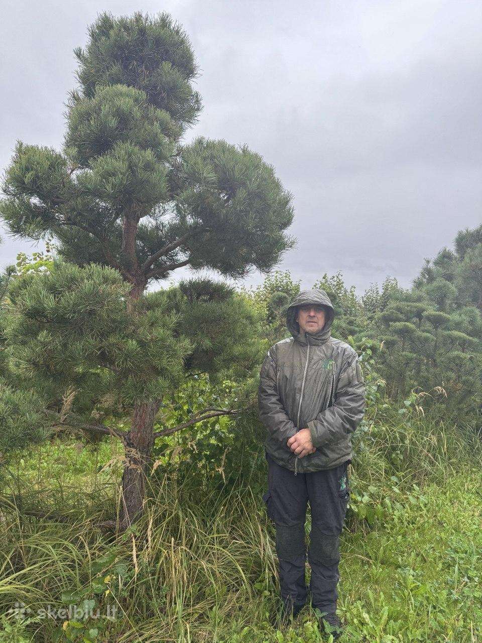 Formuota paprastoji pušis Pinus sylvestris – 2–4 m