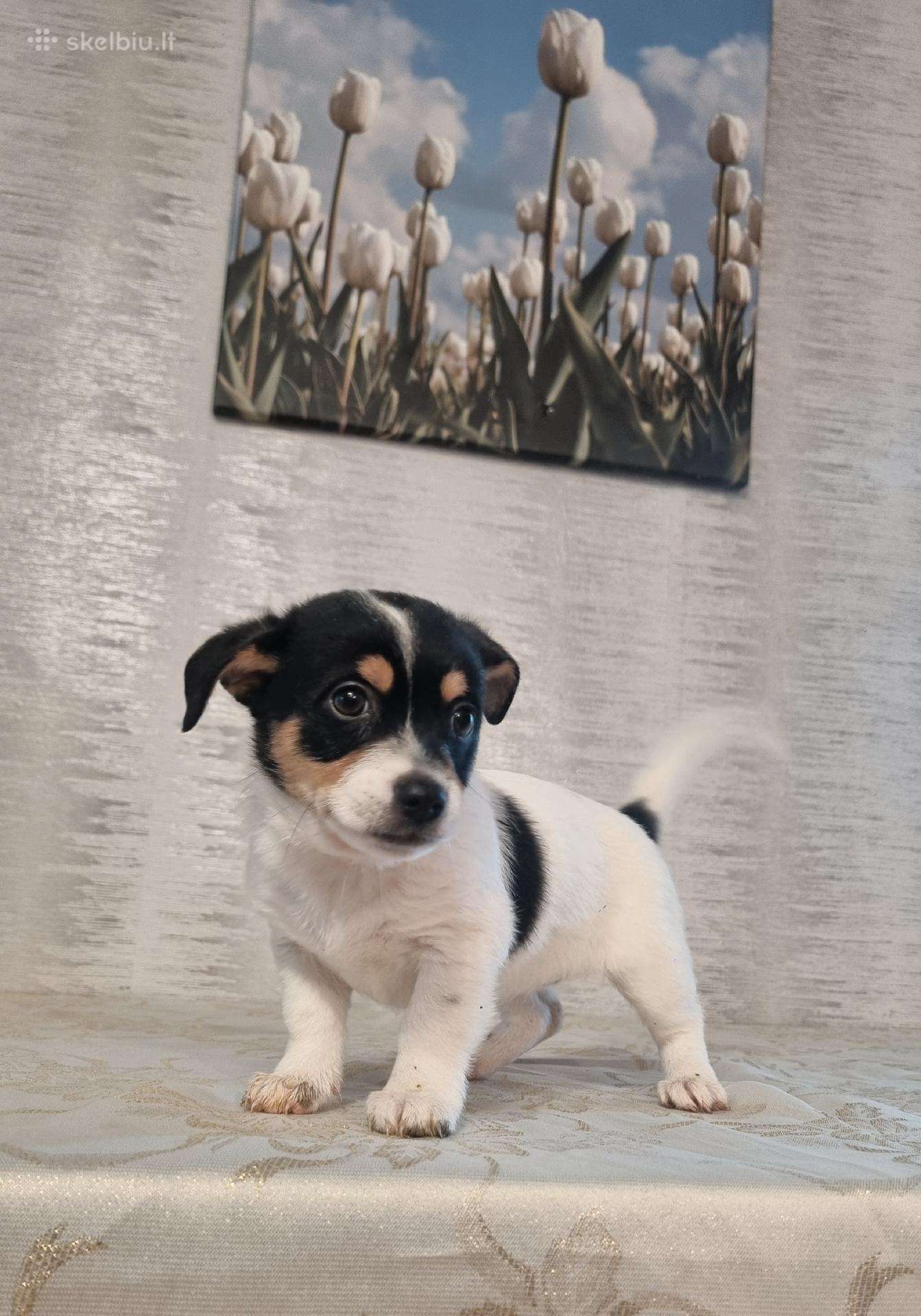 Jack russel mix/2mėn.