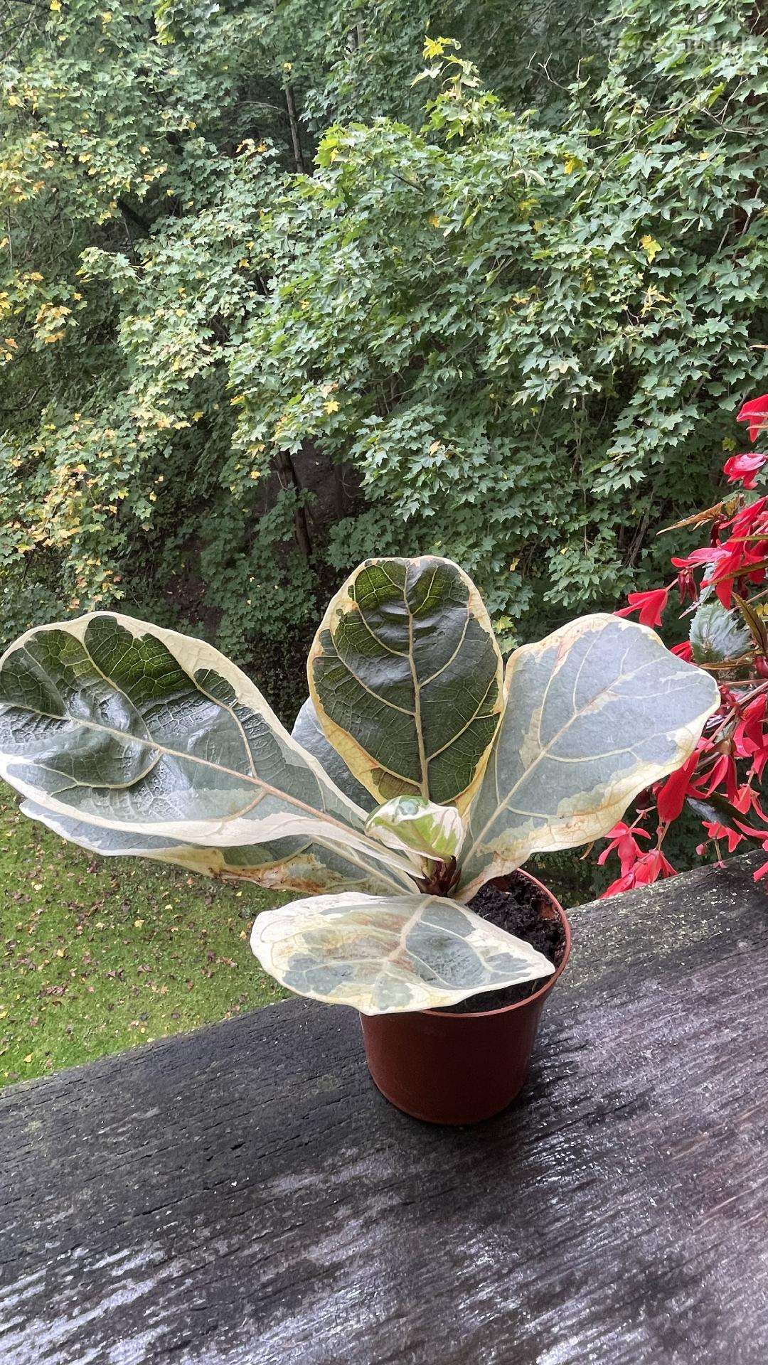 Ficus lyrata variegata