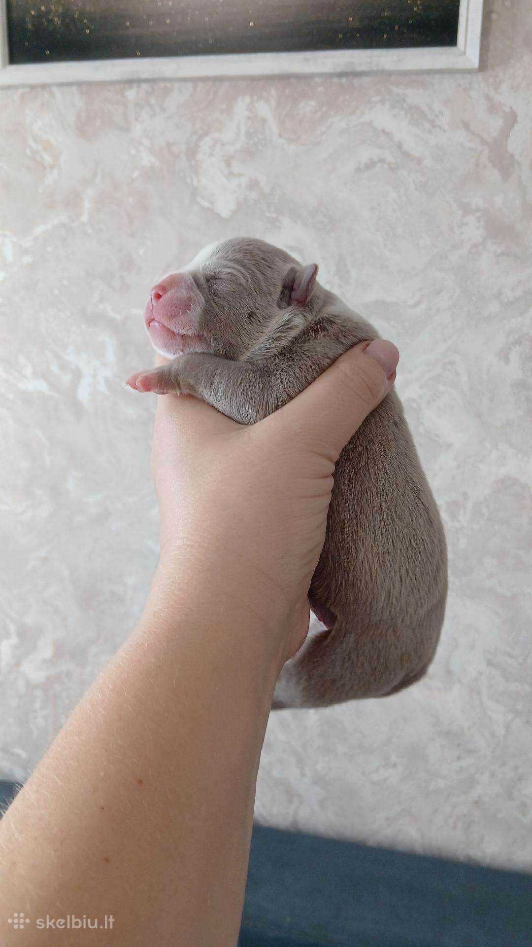 American bully pocket