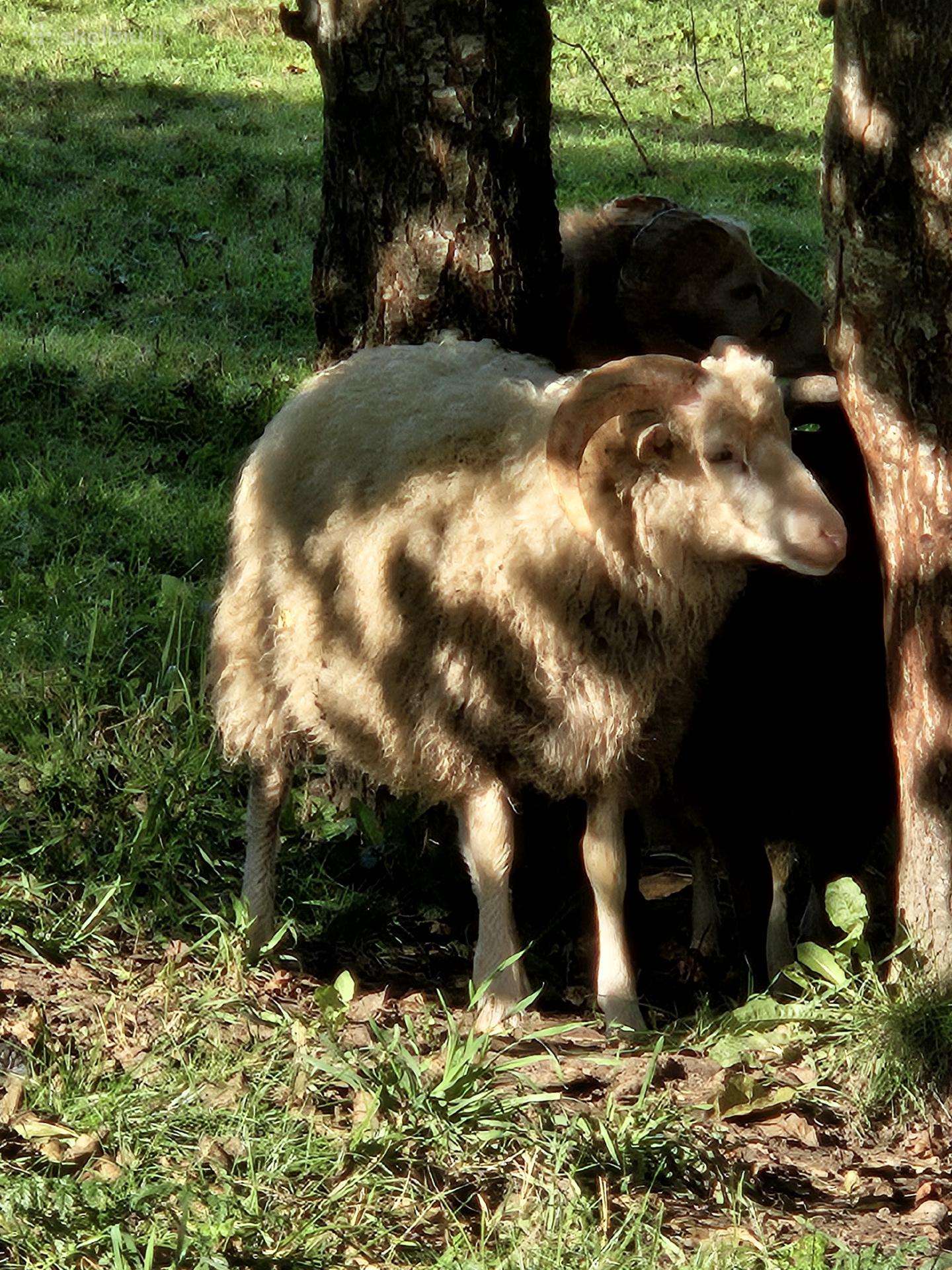 Parduodamos avys