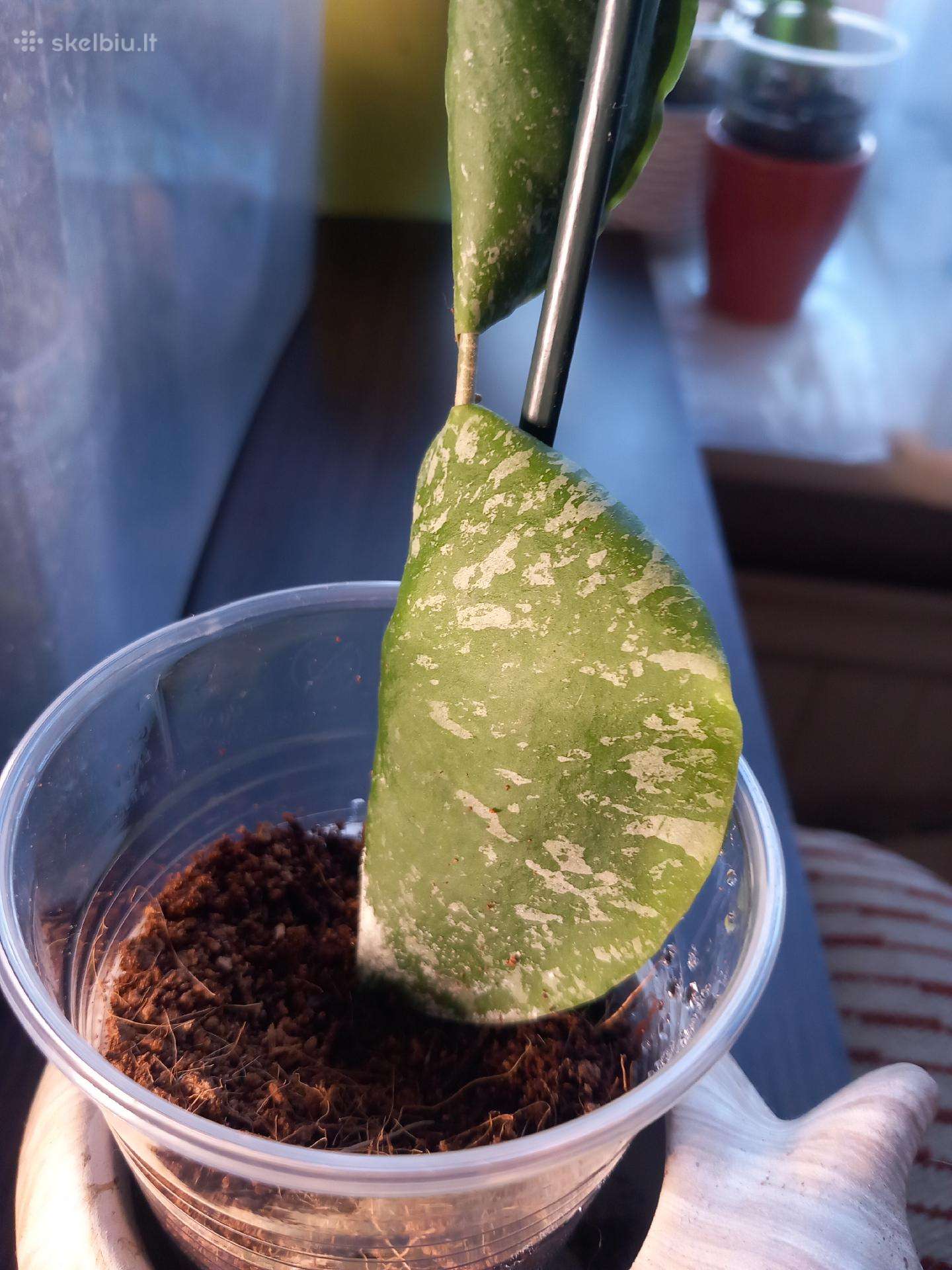 Hoya imbricata