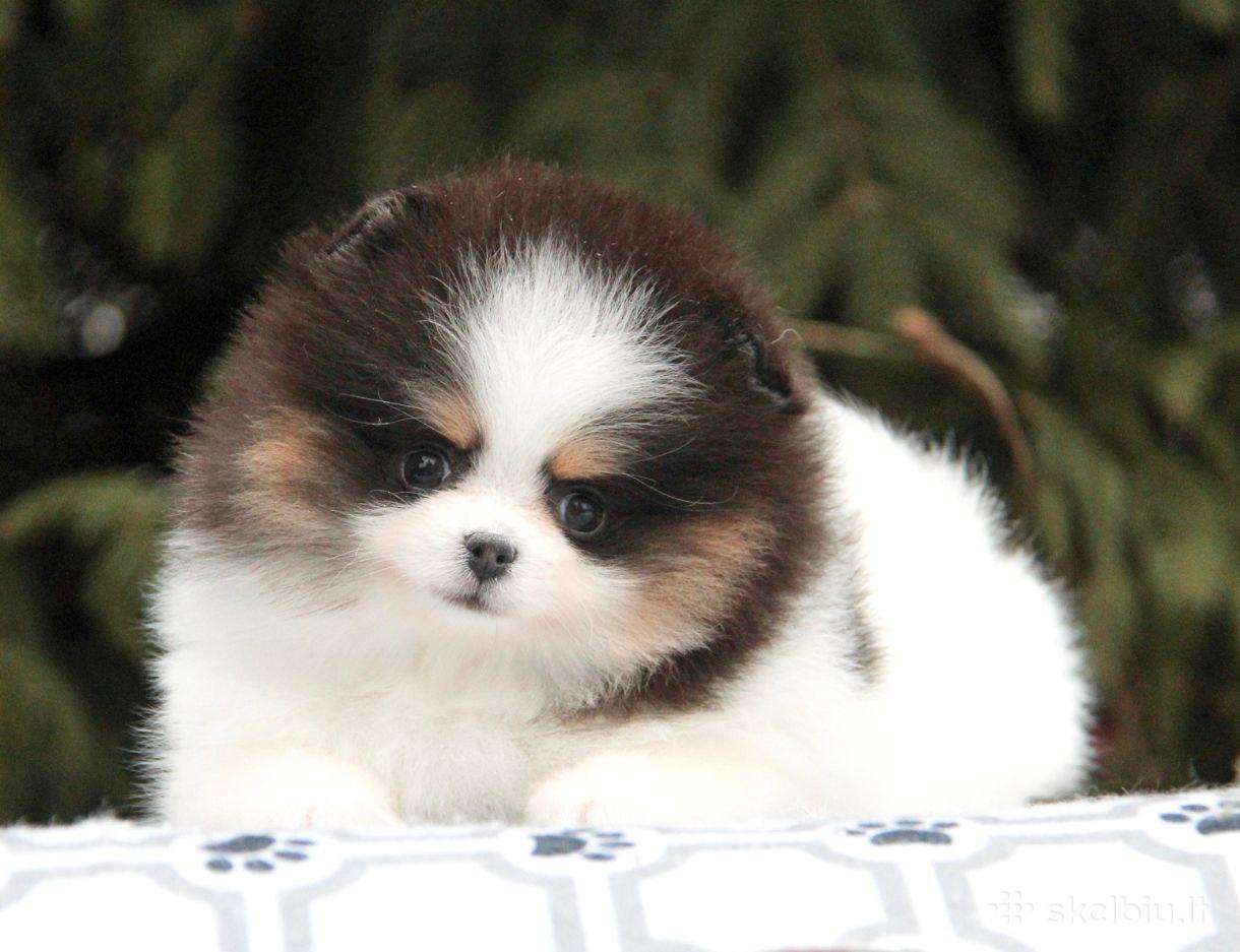 Trispalviai Mergytės Ir Berniukai Pomeraniukai