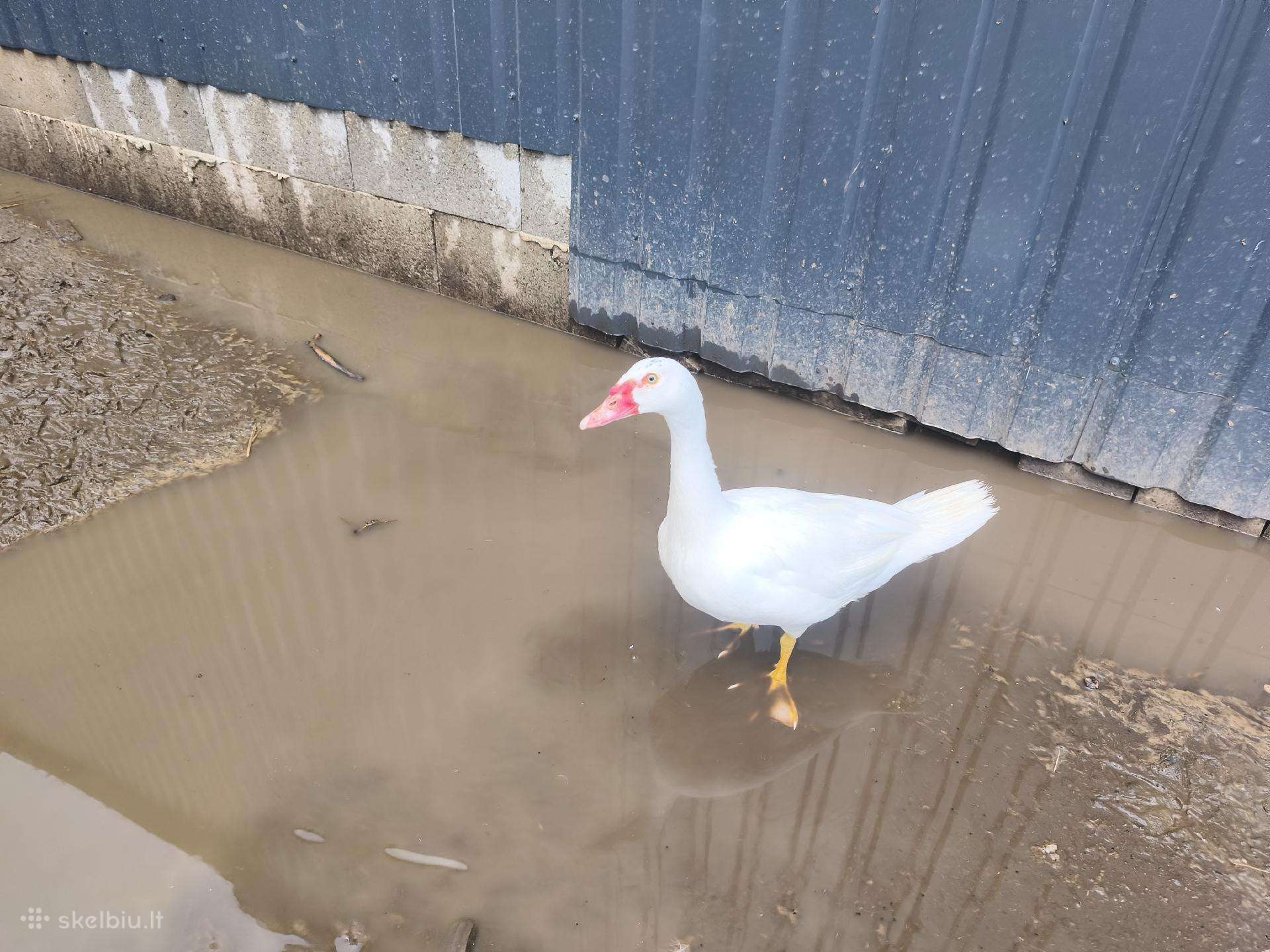 Antys ir gaidžiai
