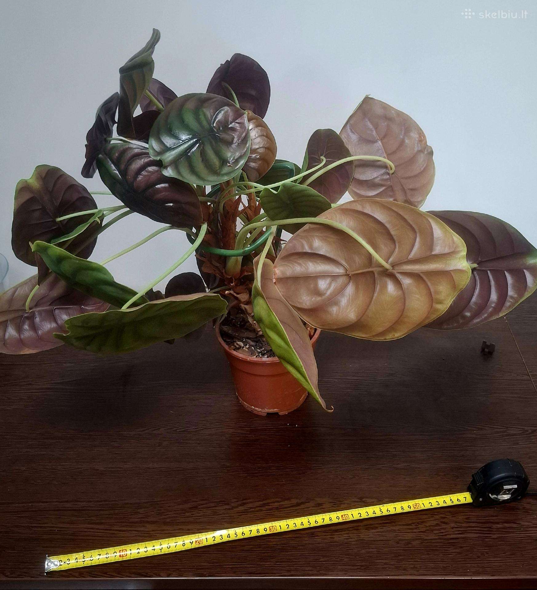 Alokazija (Alocasia cuprea)