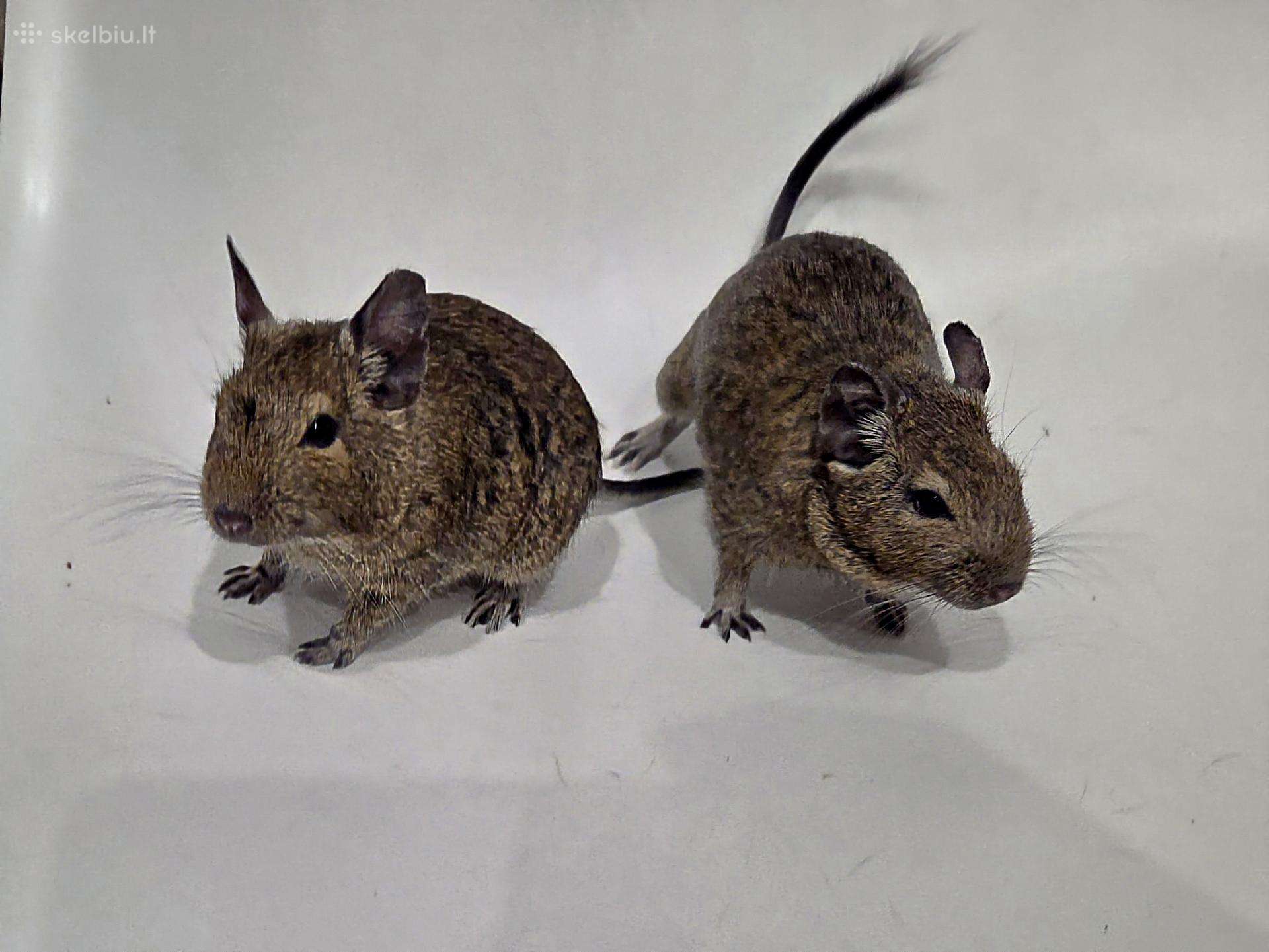 Degu berniukai