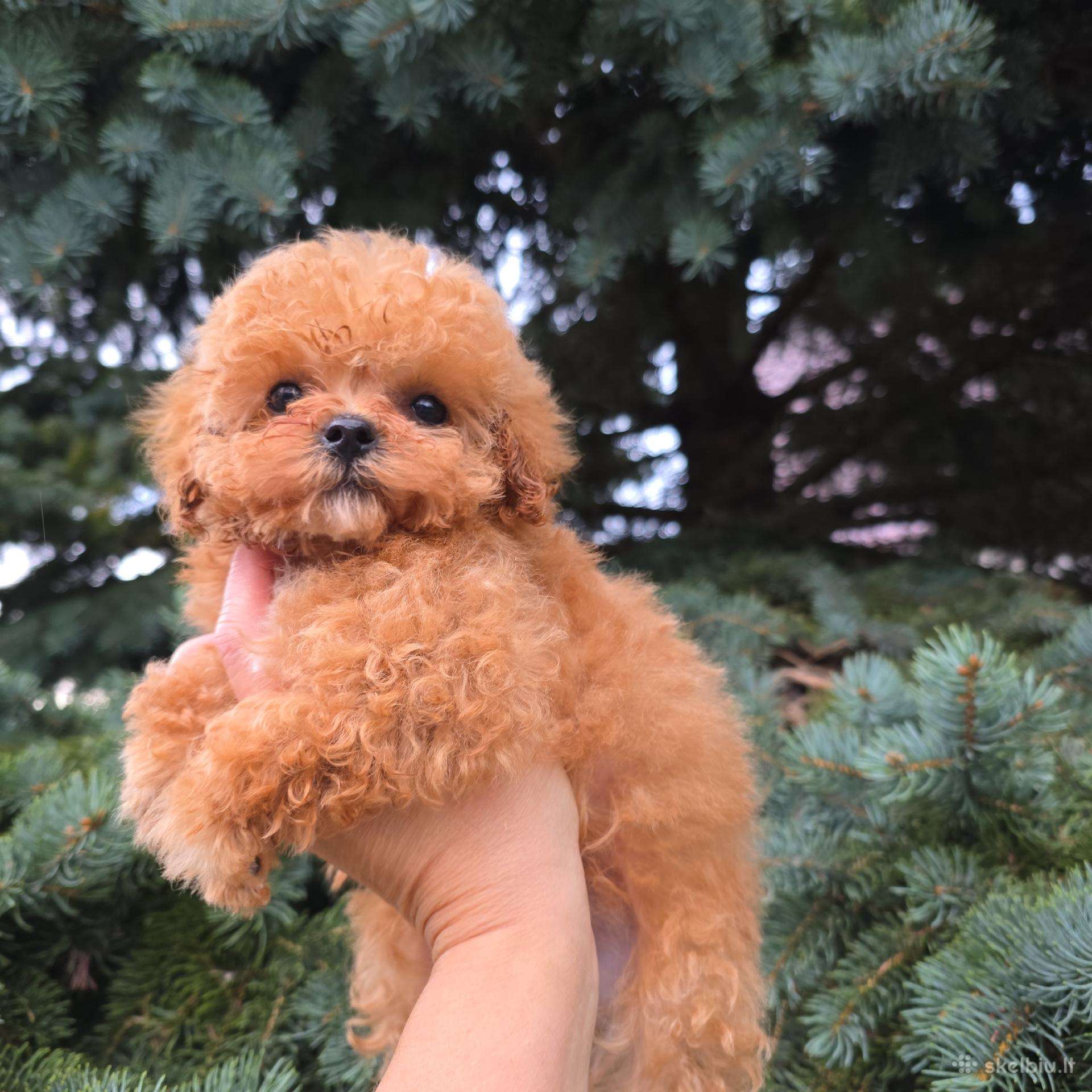 Maltipoo kalytė
