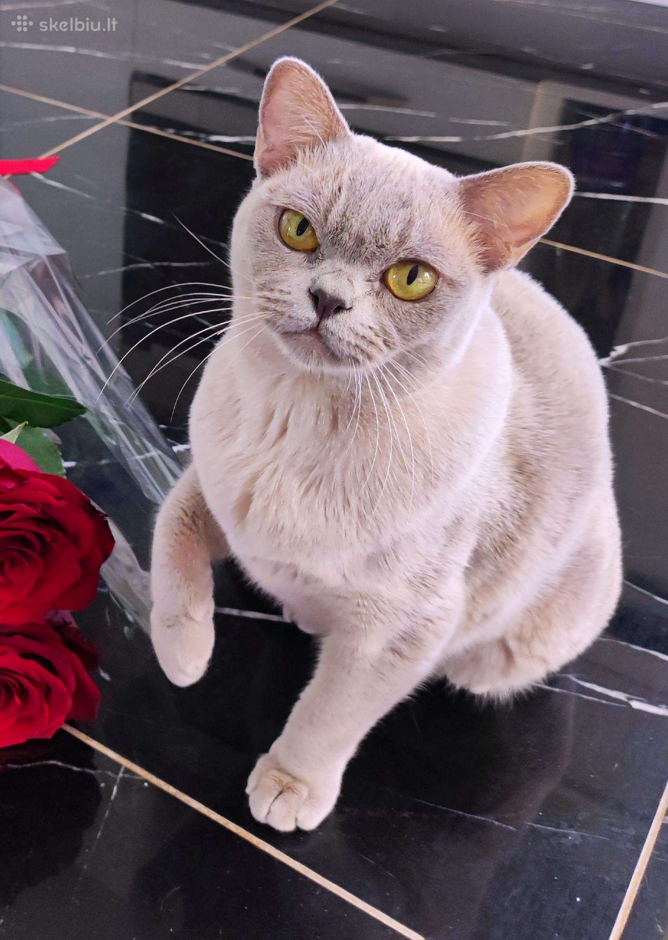 Burmos katė