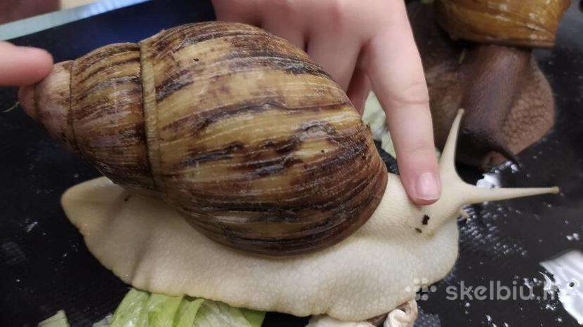 Achatina sraiges