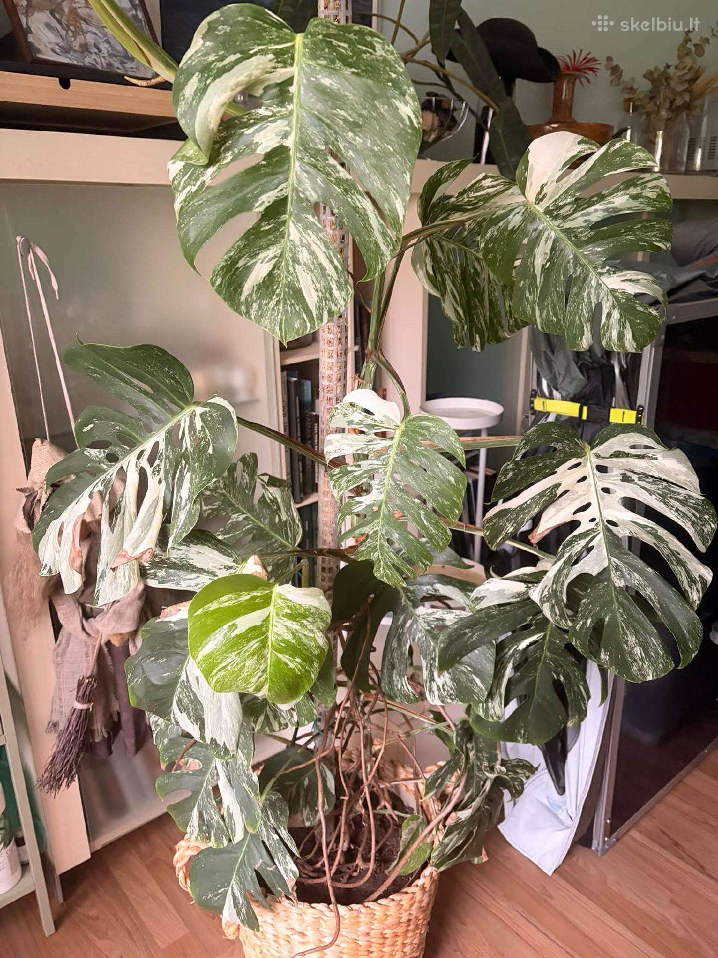 Monstera borsigiana albo variegata