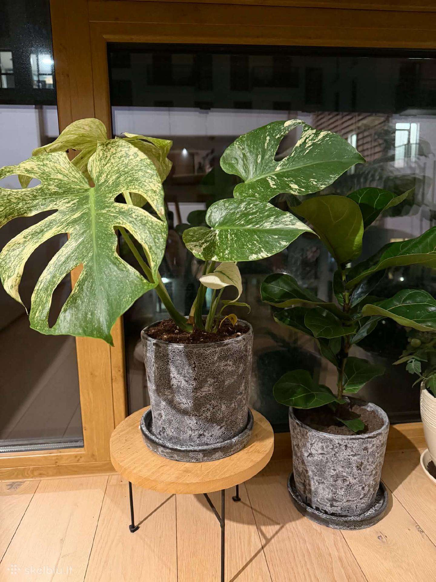Monstera Mint