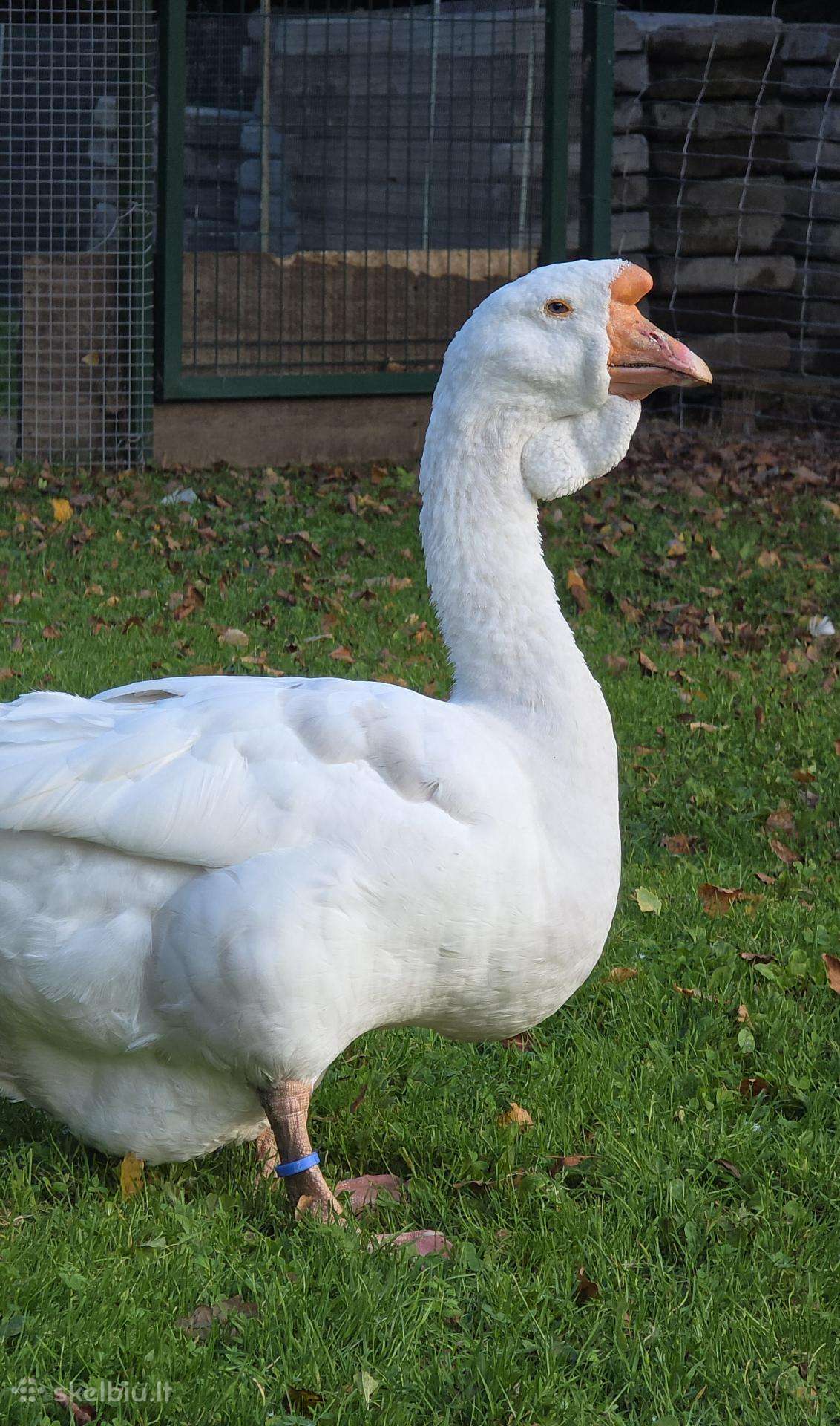 Cholmogorai ir Aylesbury antys