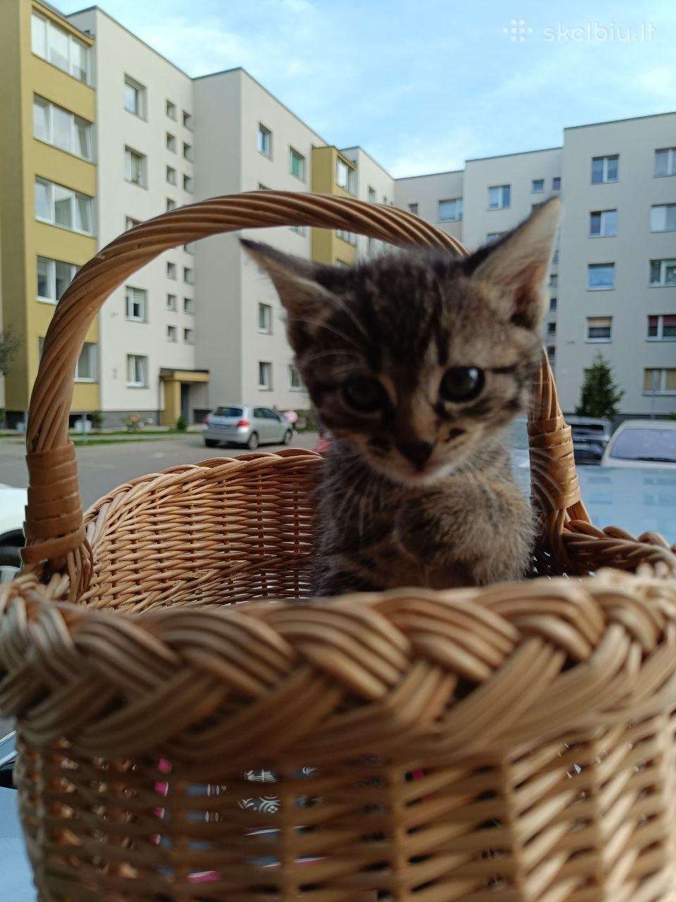 Atiduosime kačiuką į geras rankas