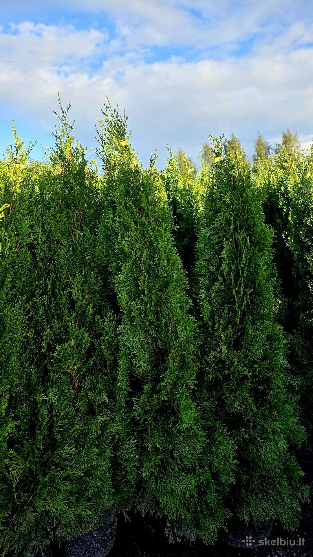Smaragd tujos – rudens išpardavimas 70-220 cm.