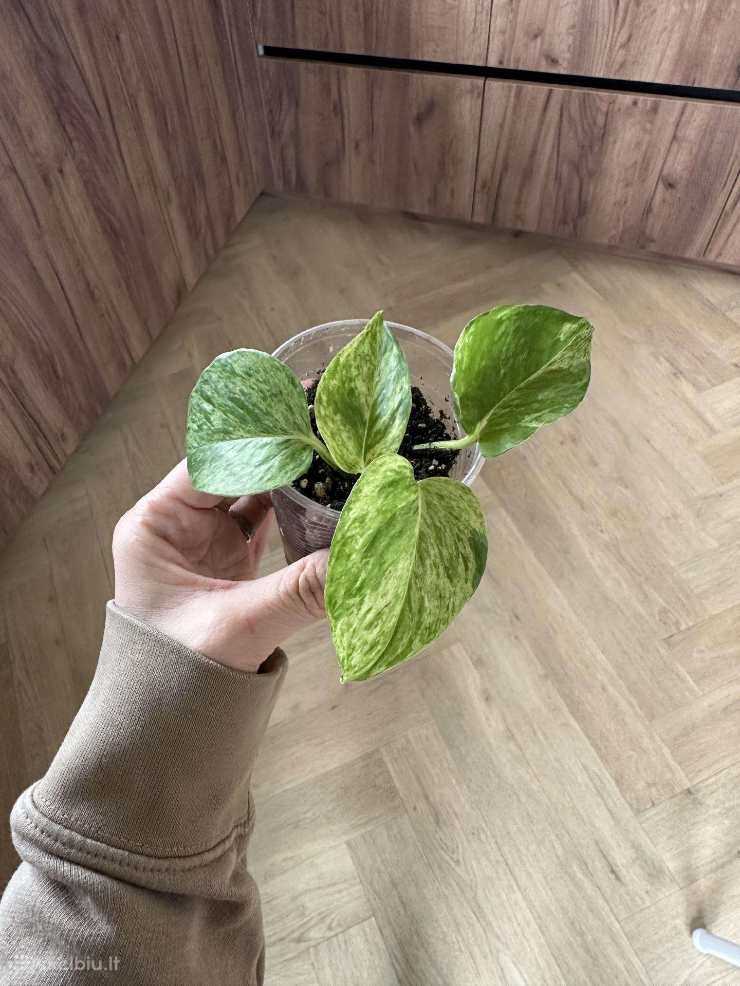 Pothos Marble queen augalas