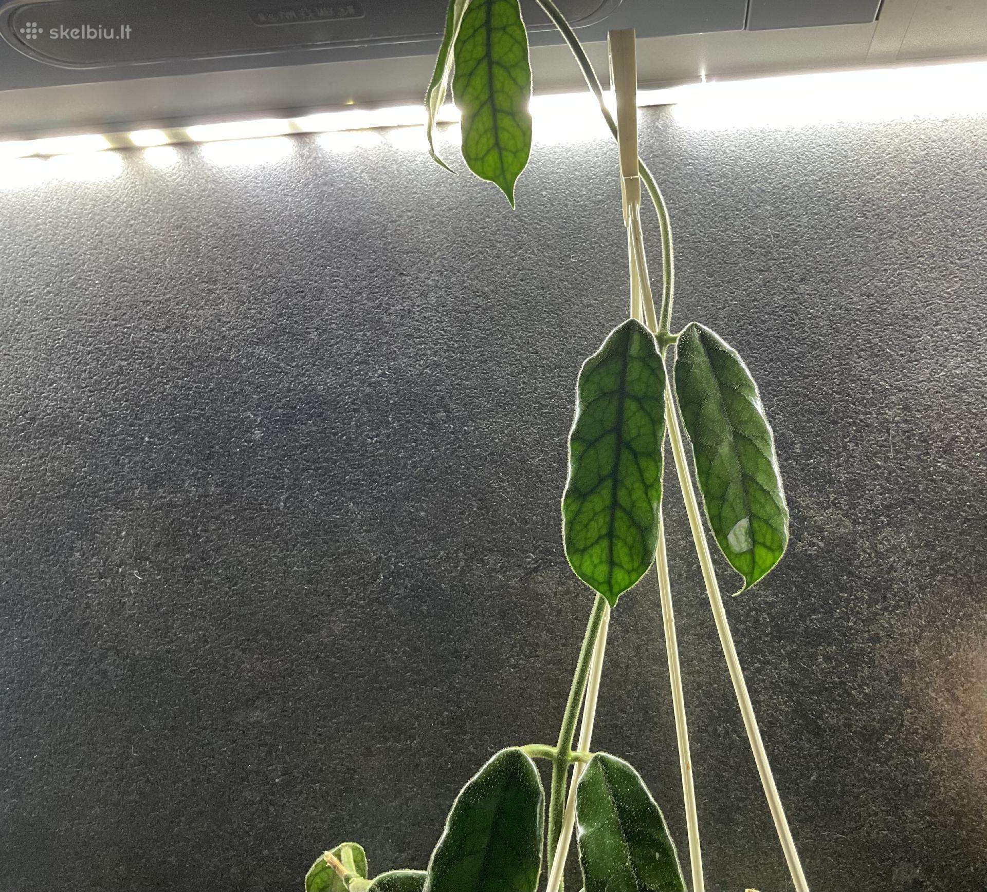 Hoya Villosa