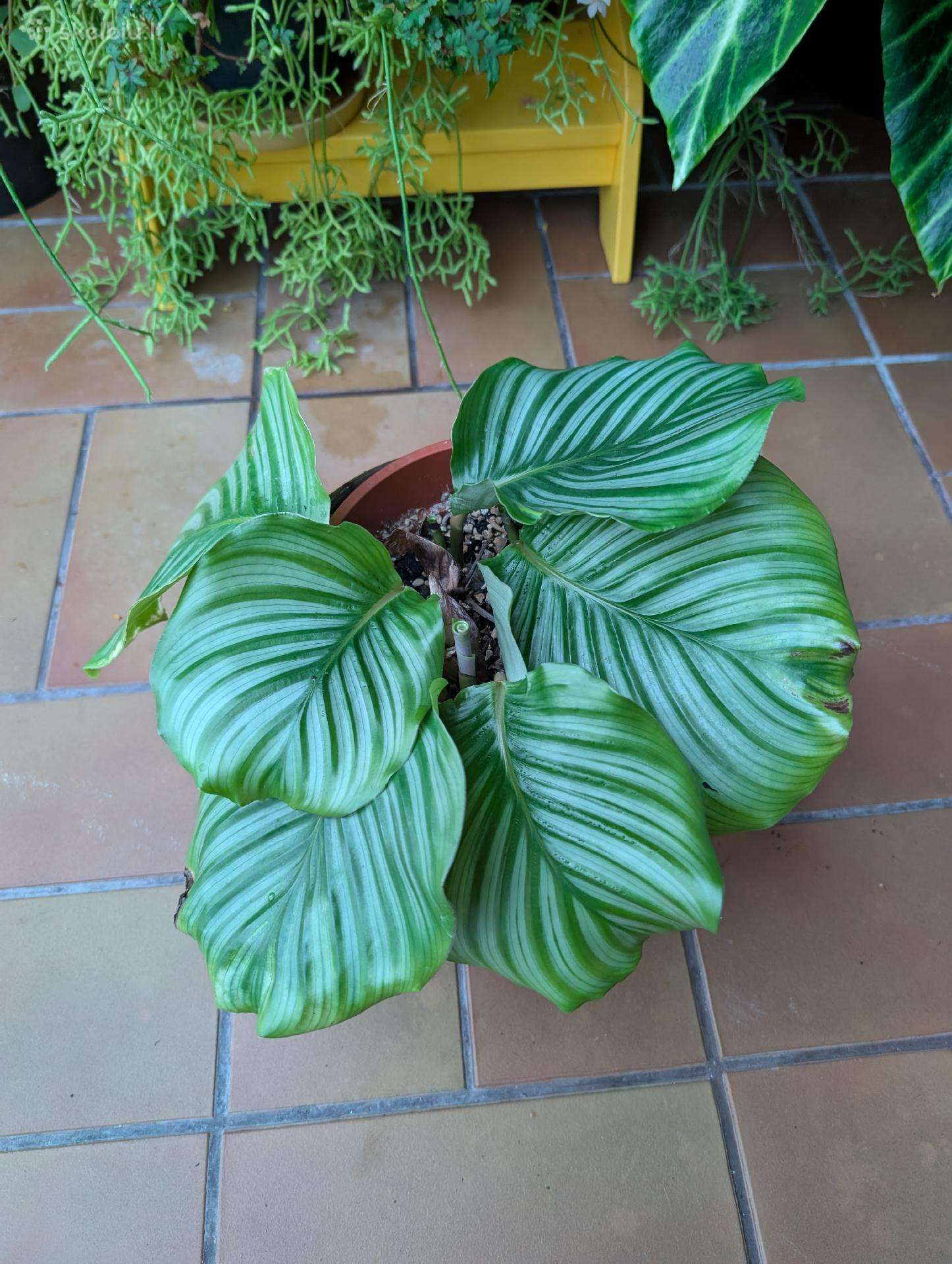 Calathea orbifolia