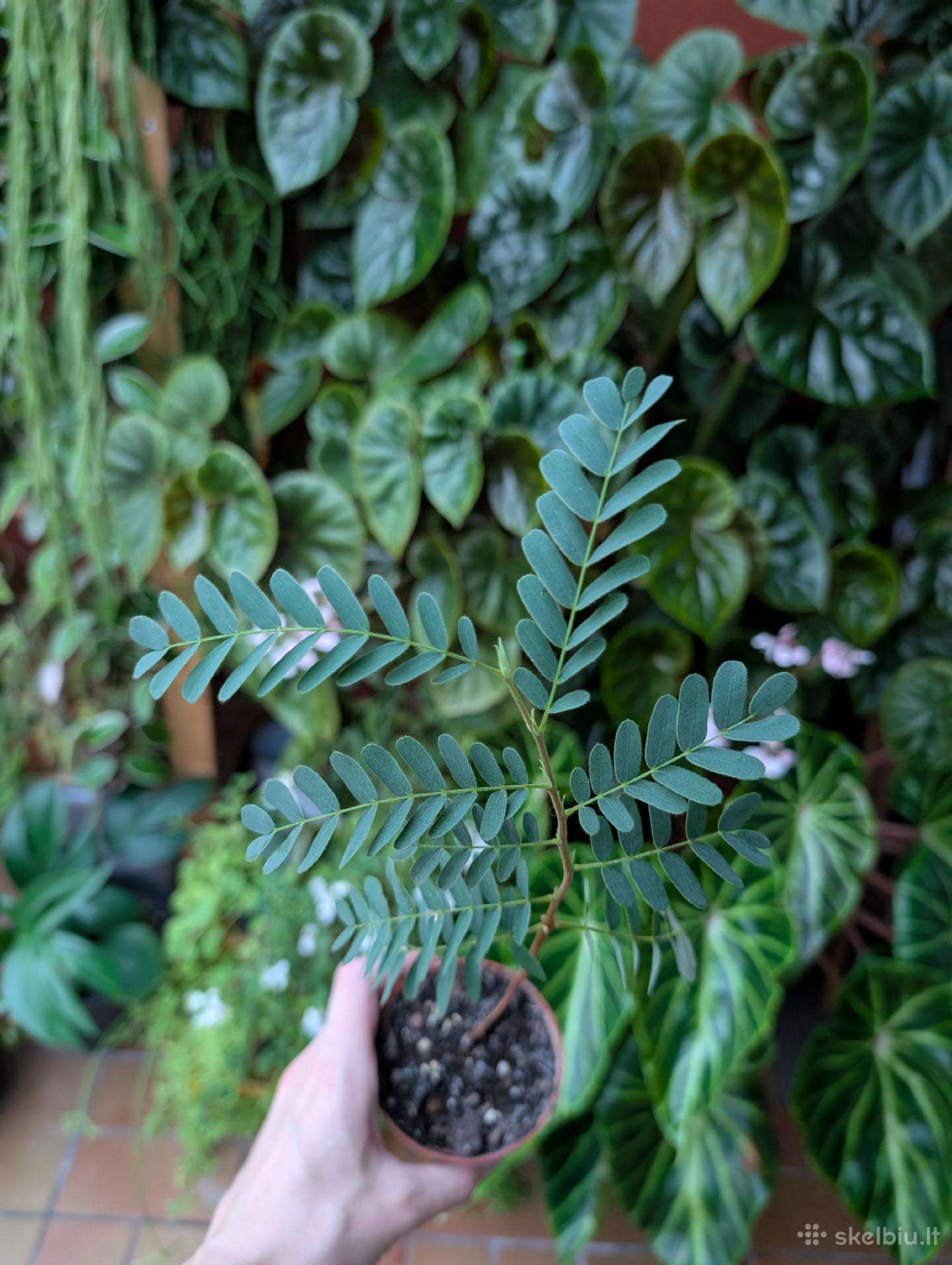 Tamarindus indica