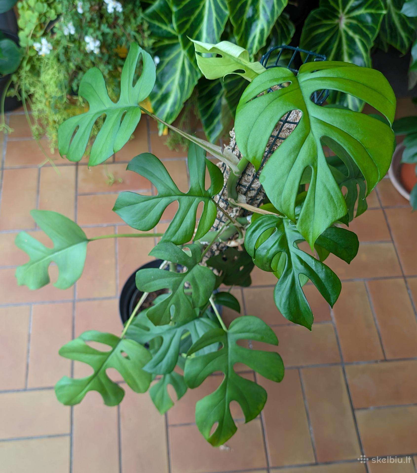 Rhaphidophora tetrasperm