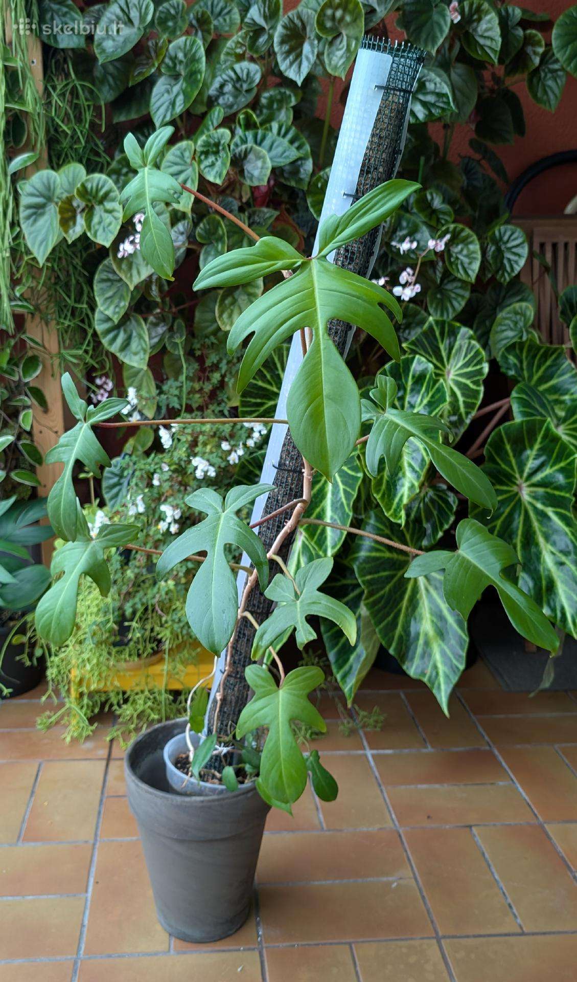 Philodendron pedatum