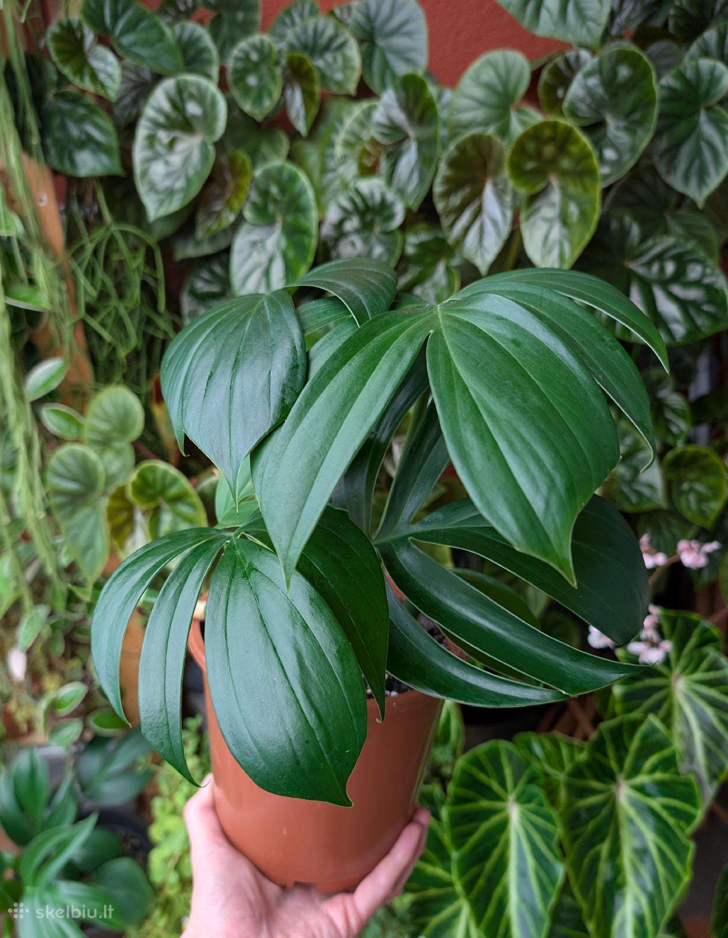 Raphidophora decursiva