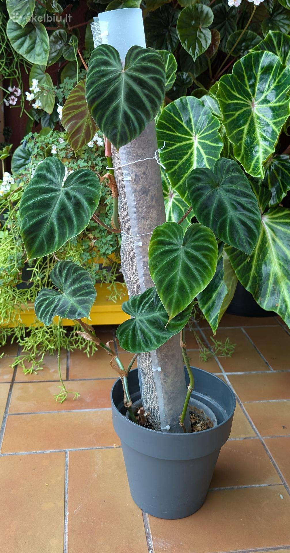 Philodendron verucosum