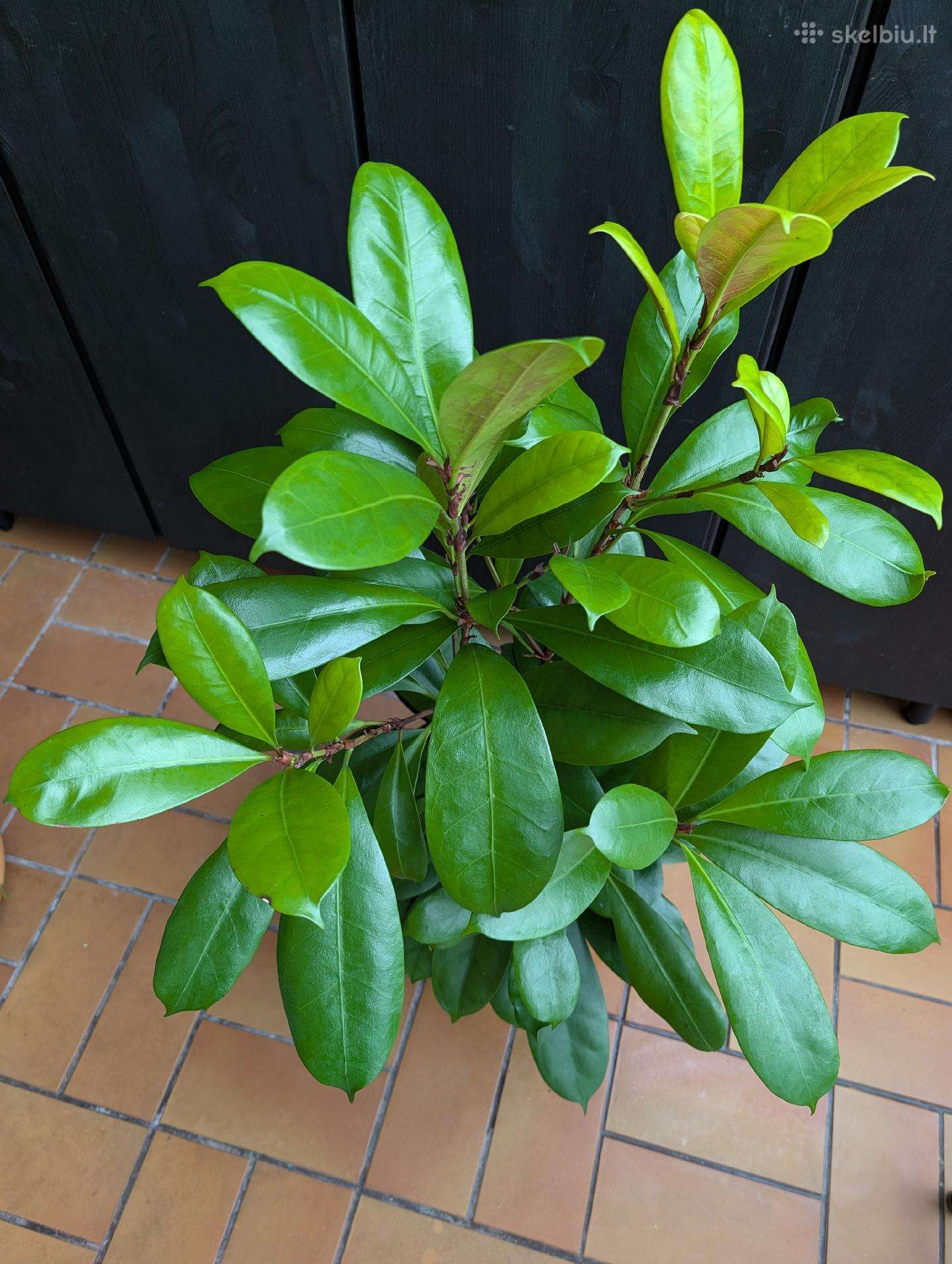 Ficus Amstel king