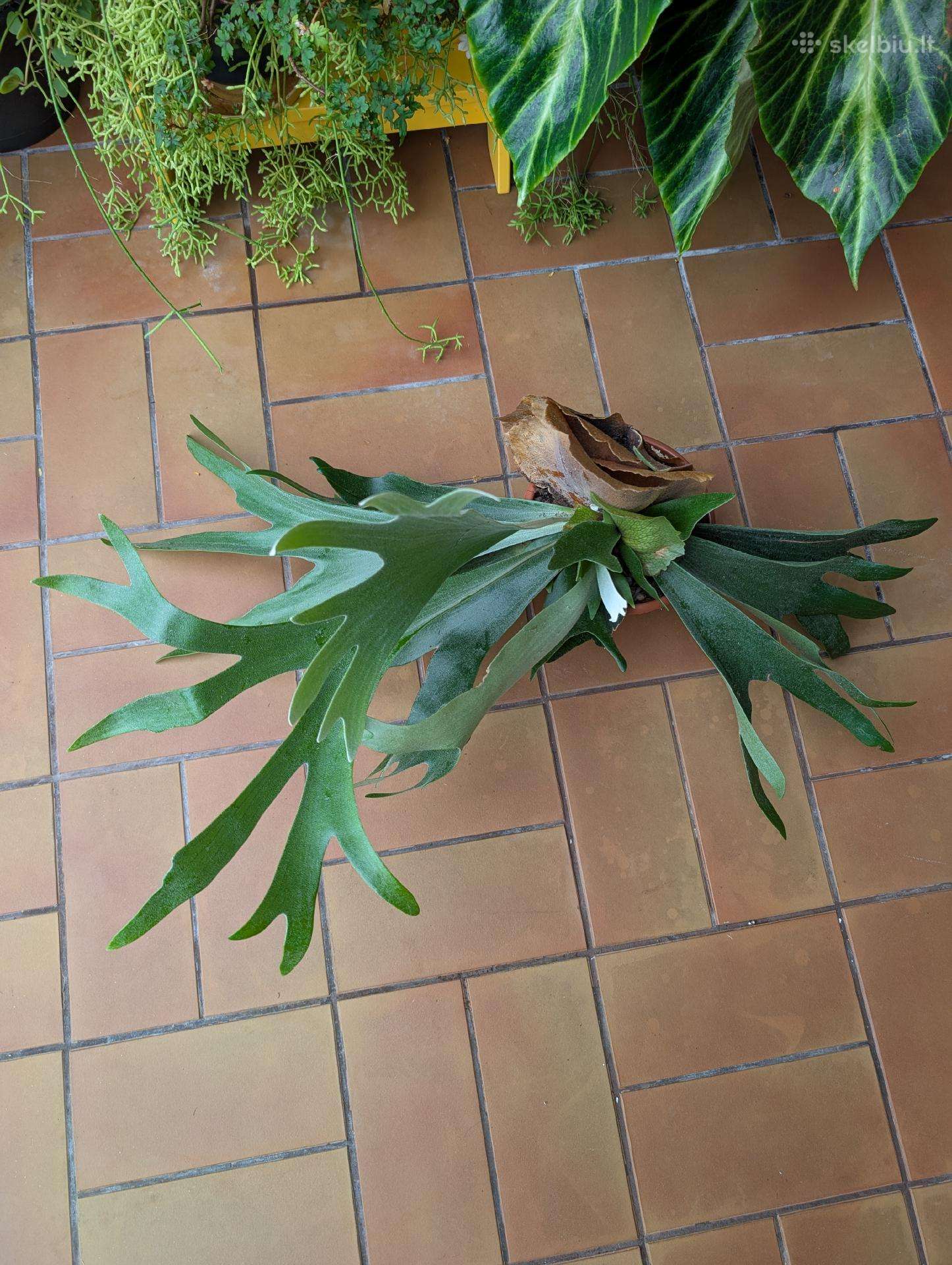 Platycerium elniaragis papartis