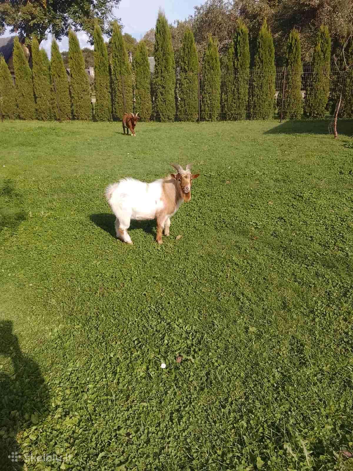 Mini olandų ožiukai